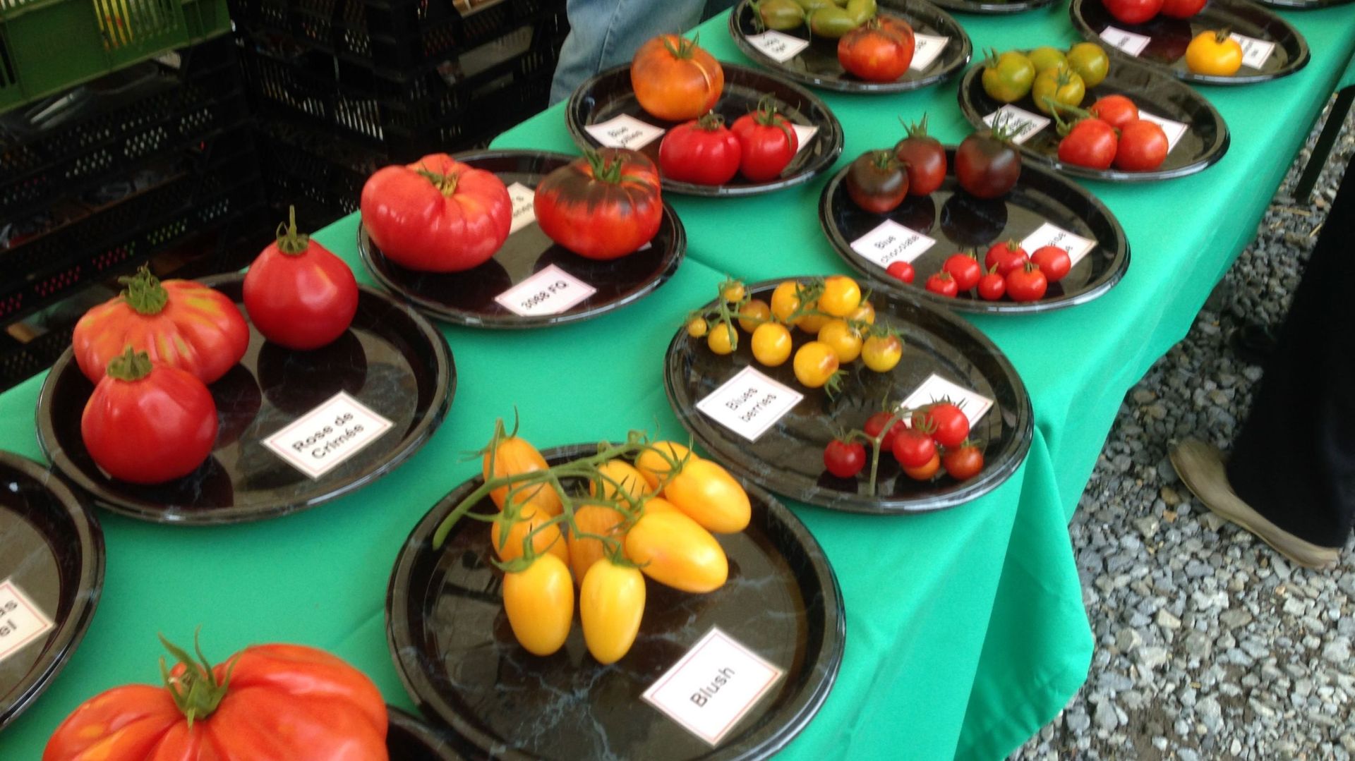600 variétées de tomates présentées à Fouron Saint-Martin