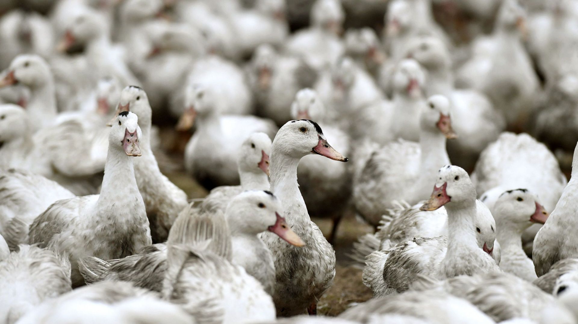 Grippe aviaire en France : quatre communes flamandes frontalières mettent en place une zone de protection