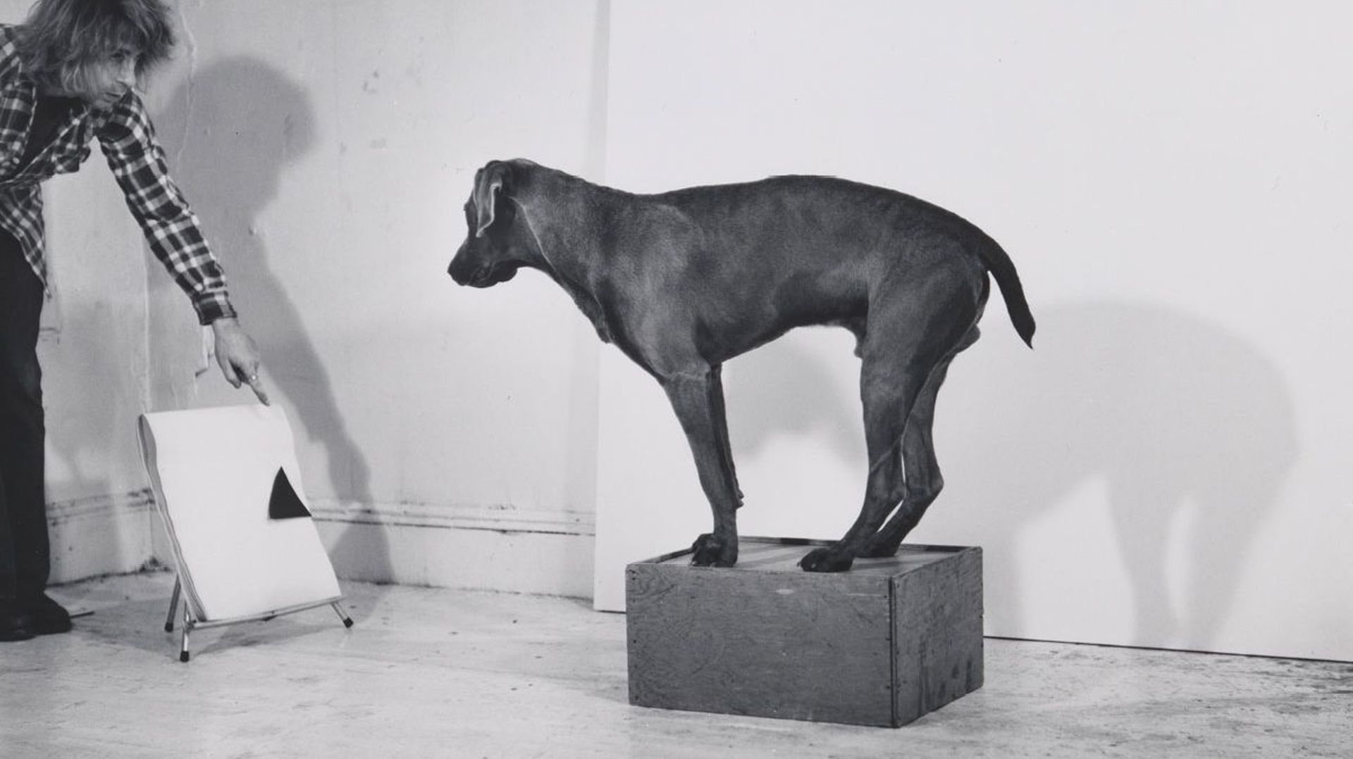 William Wegman, "Before/On/After" (detail), 1972