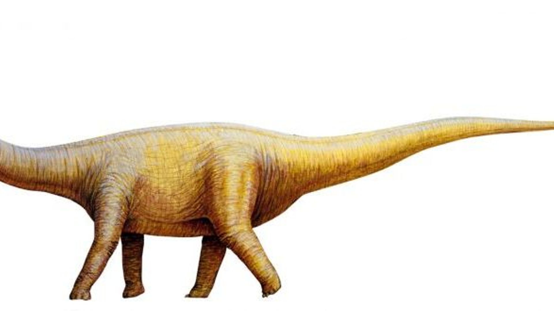 Illustration d'un titanosaures