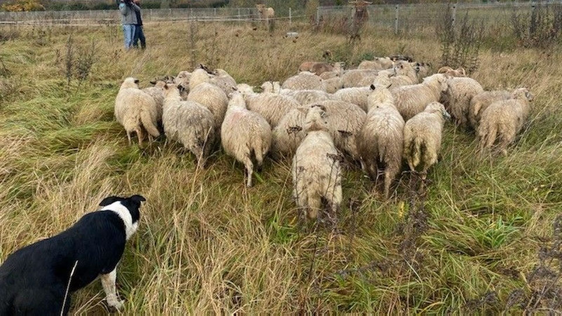 Le border collie Obi-Wan écoute les ordres que lui siffle son maître afin de guider les moutons de cet éco-pâturage.