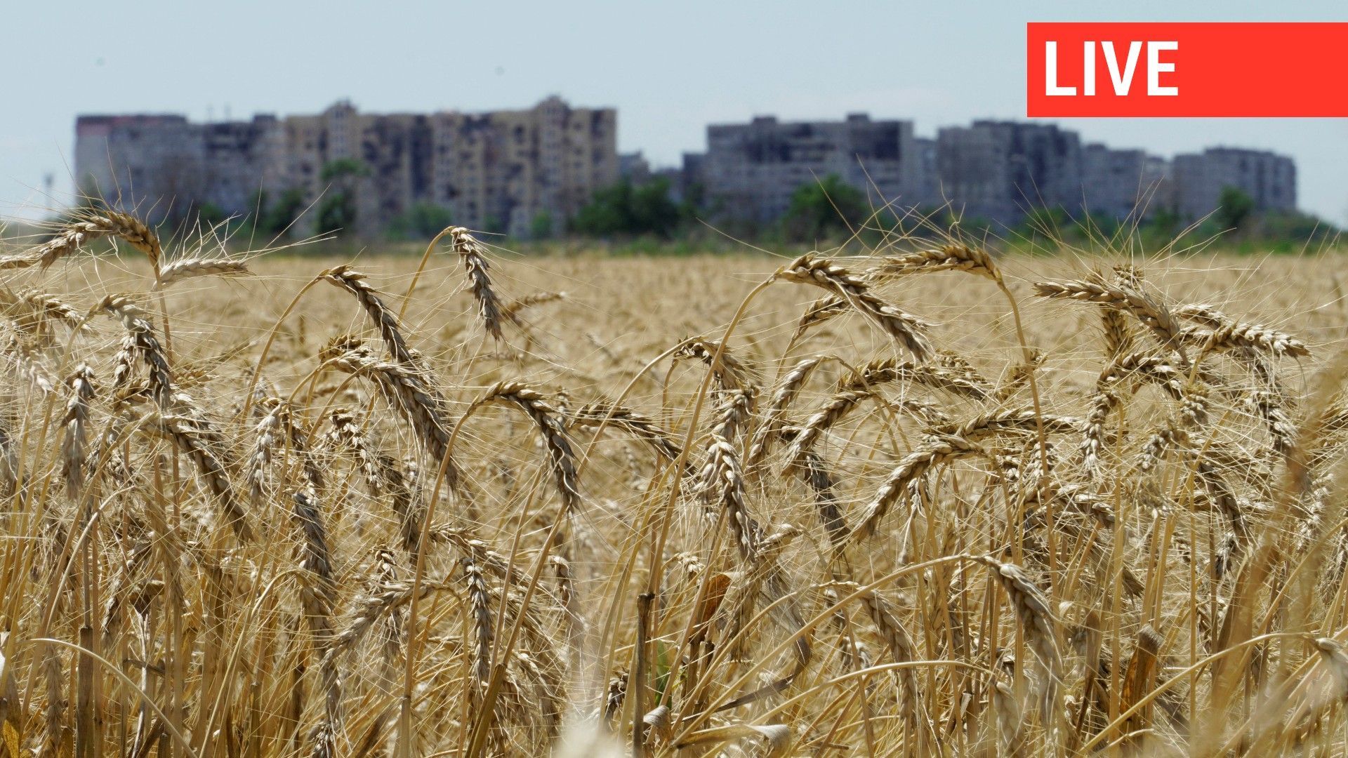 Champs de blé dans la banlieue de Marioupol, le 15 juillet 