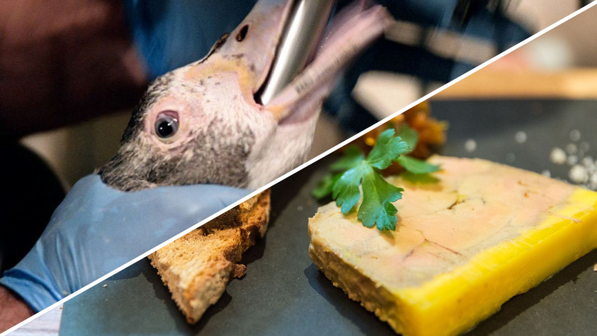 Voulez-vous encore du foie gras wallon ?