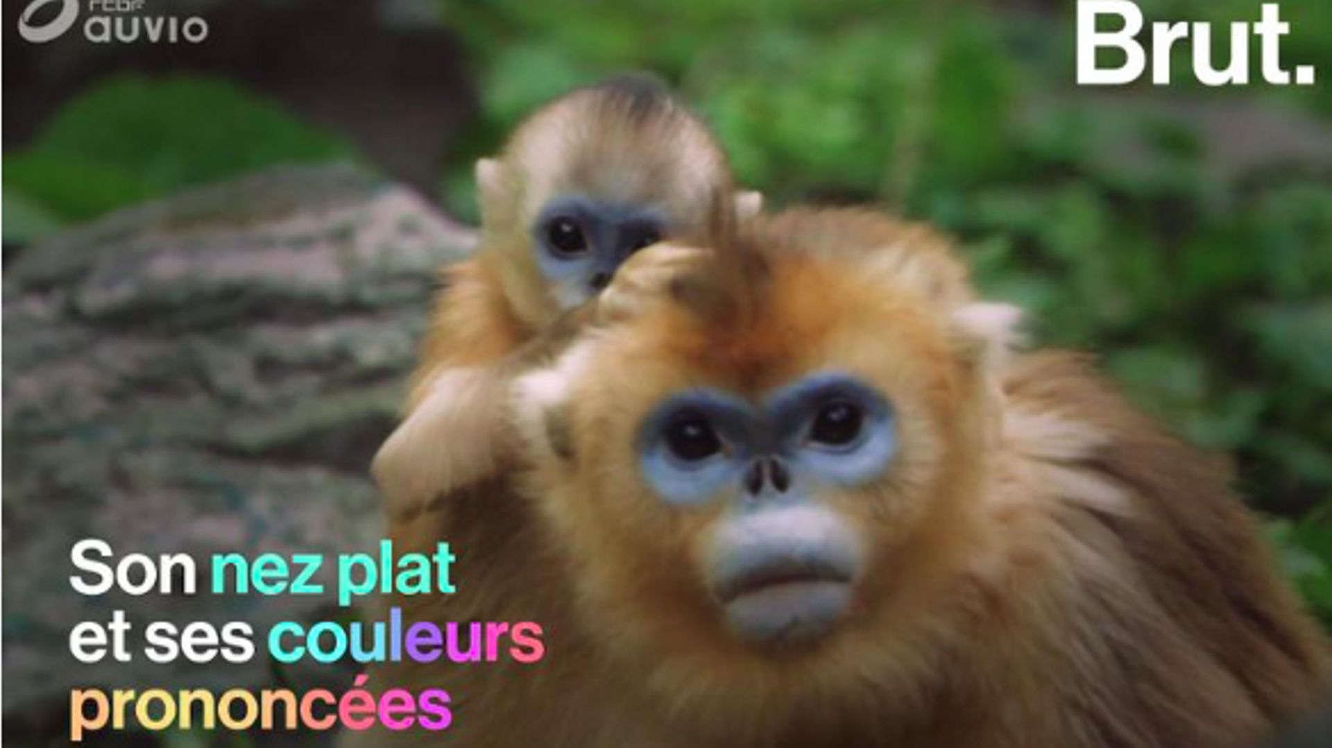 Ce petit singe hors du commun est gravement menacé - RTBF Actus