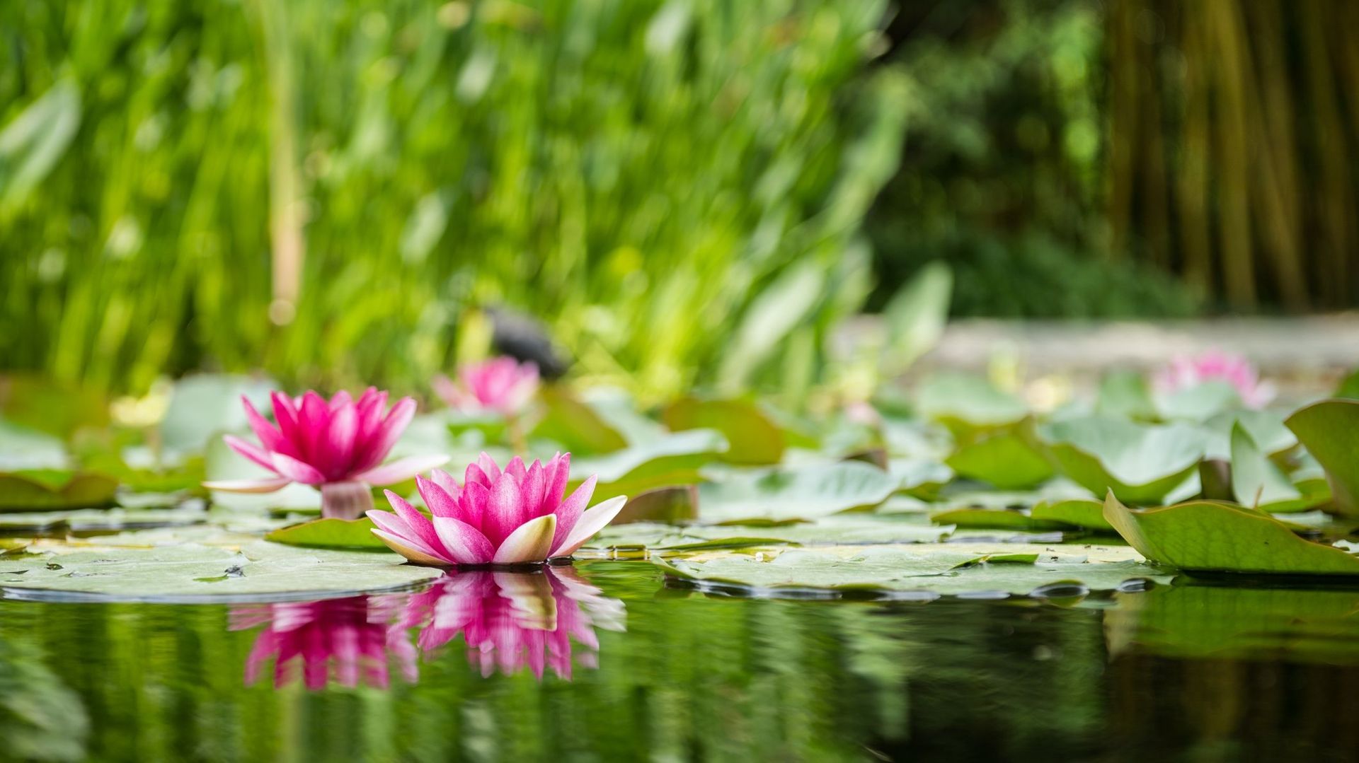 Feng Shui au jardin : créez-vous un environnement zen - Gamm vert