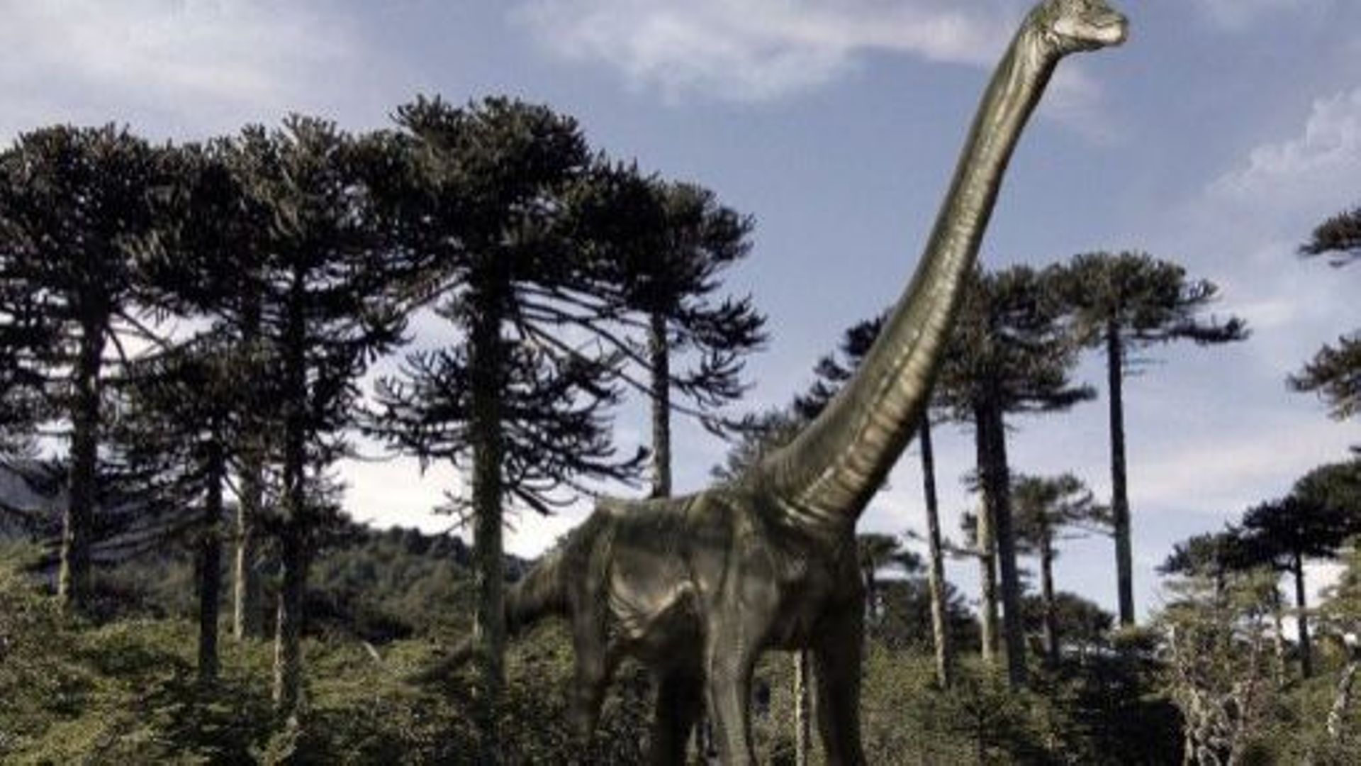 Photo transmise par le Musée d'histoire naturelle du Chili, montrant un "Atacamatican chilensis" un dinosaure datant de la période du Crétacé