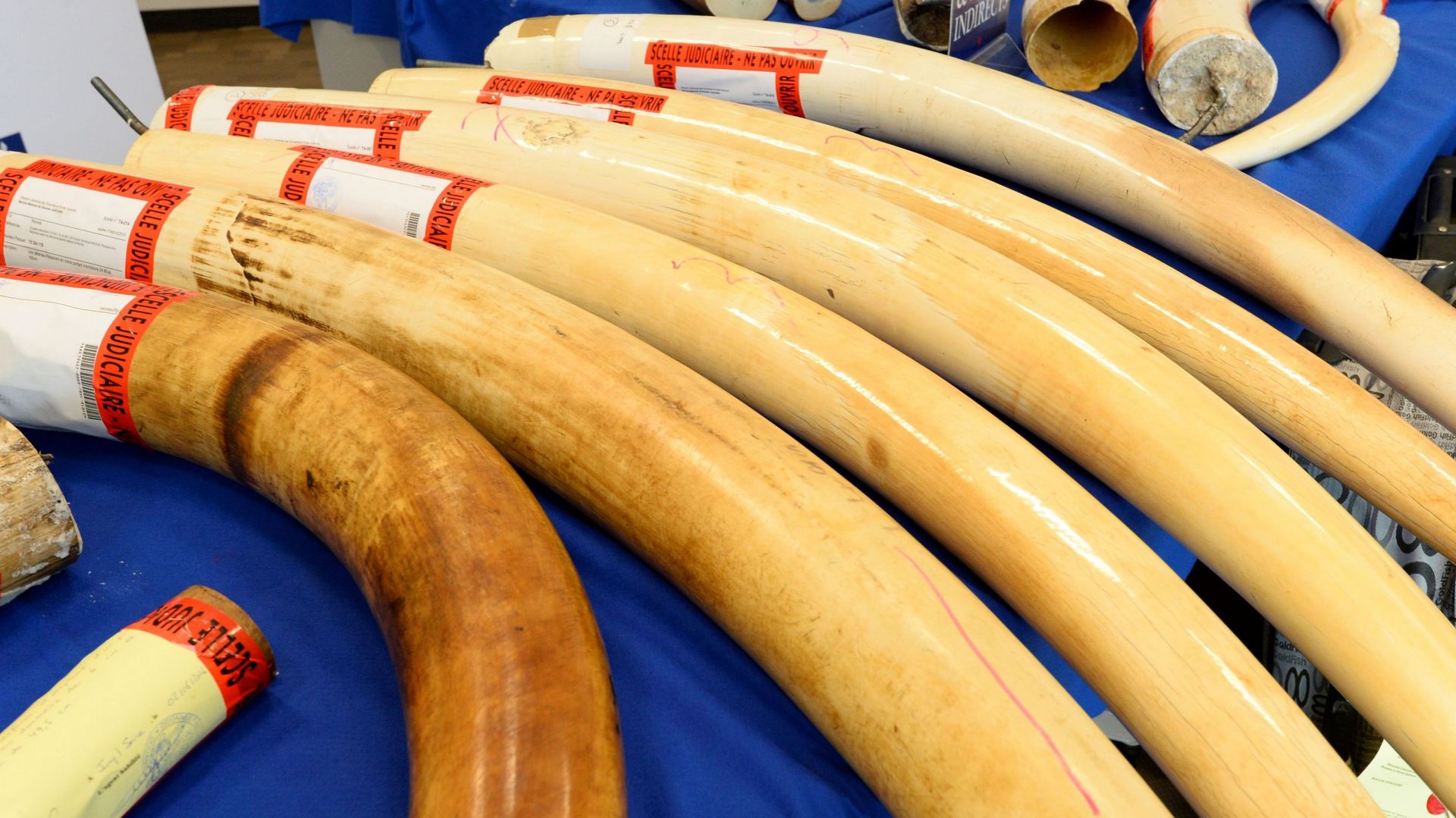 Le Zimbabwe veut vendre son stock d'ivoire pour payer ses réserves d'éléphants