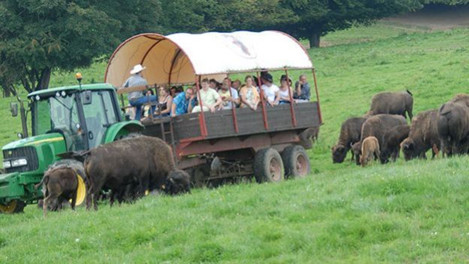 Le ranch aux bisons à Orchimont