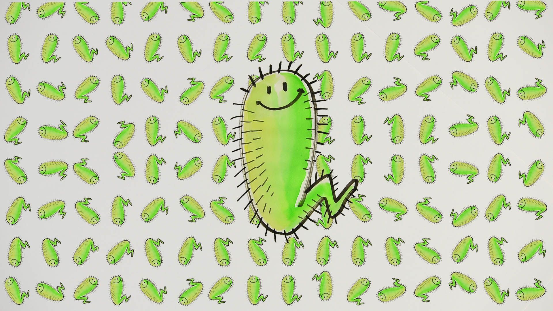 Une première scientifique: une équipe de l'UCLouvain découvre une nouvelle bactérie de l'intestin et identifie ses effets et 