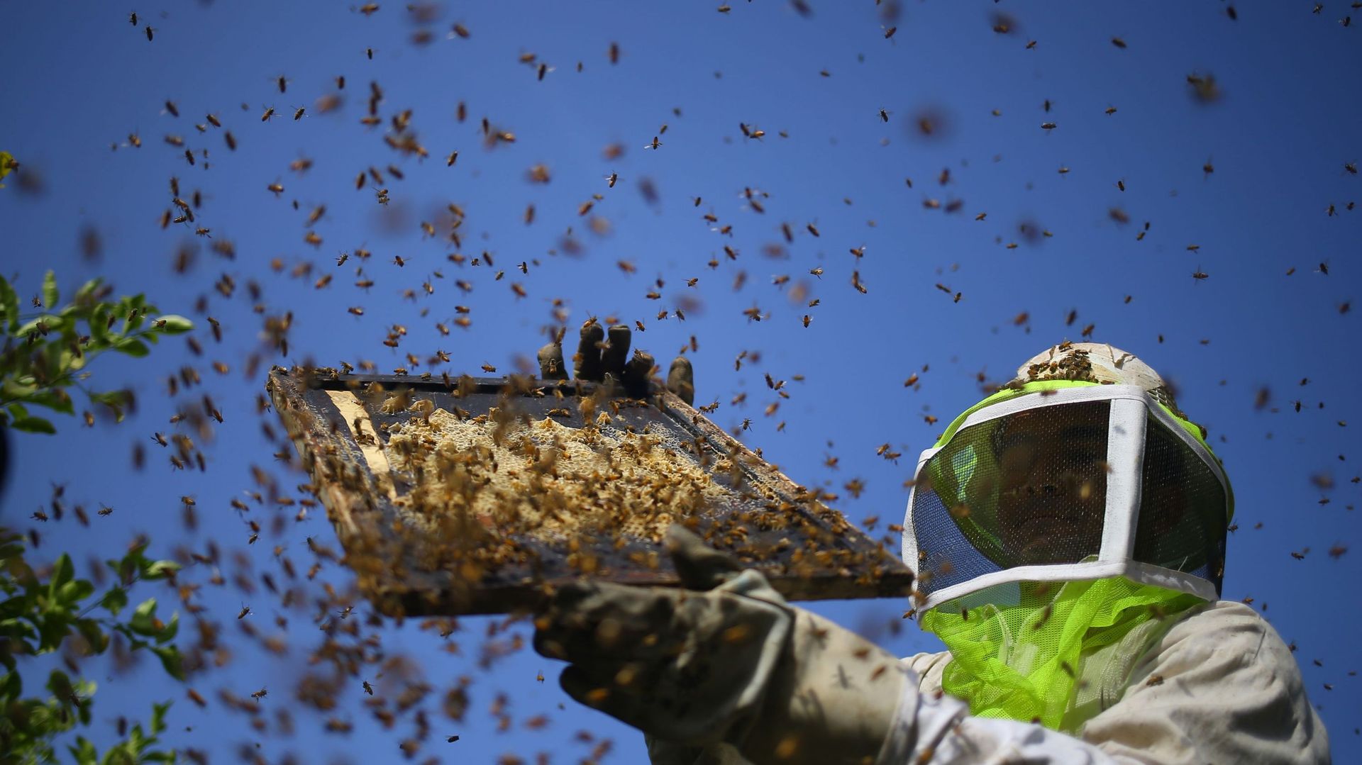 Néonicotinoïdes: le terrible bilan des insecticides "tueurs d'abeilles"