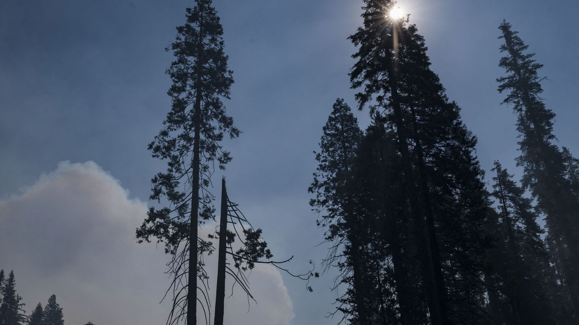 Un panache de fumée de l'incendie de Washburn s'élève au-dessus du parc national de Yosemite, en Californie, le 12 juillet 2022