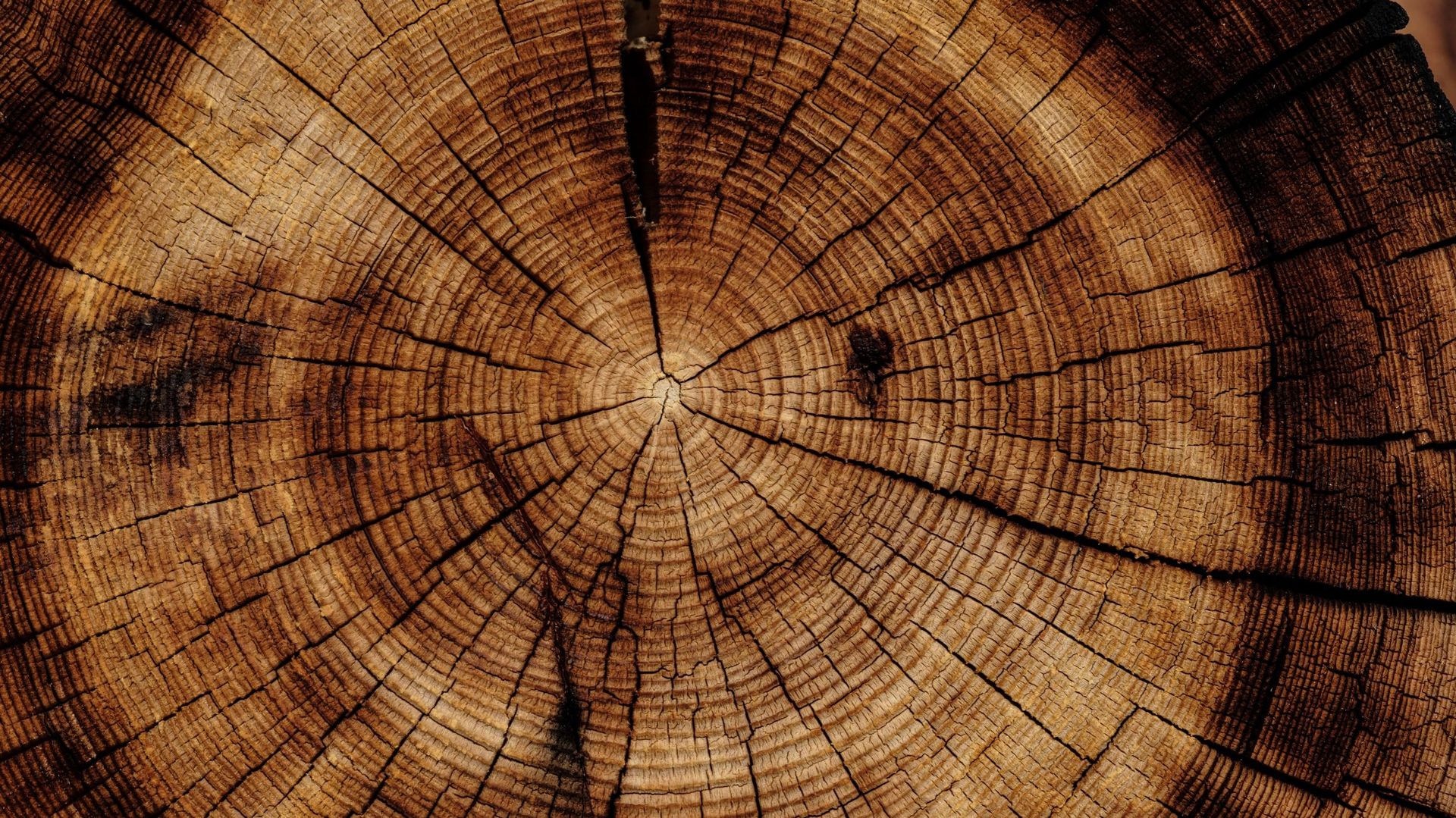 La future structure de la chaîne de valeurs du secteur bois aura son siège à Marche-en-Famenne. Image d'illustration.
