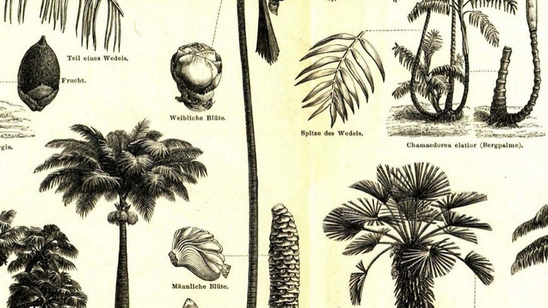 Pourquoi arrête-t-on enfin de changer les noms des plantes alors qu'on les modifie depuis des siècles ?