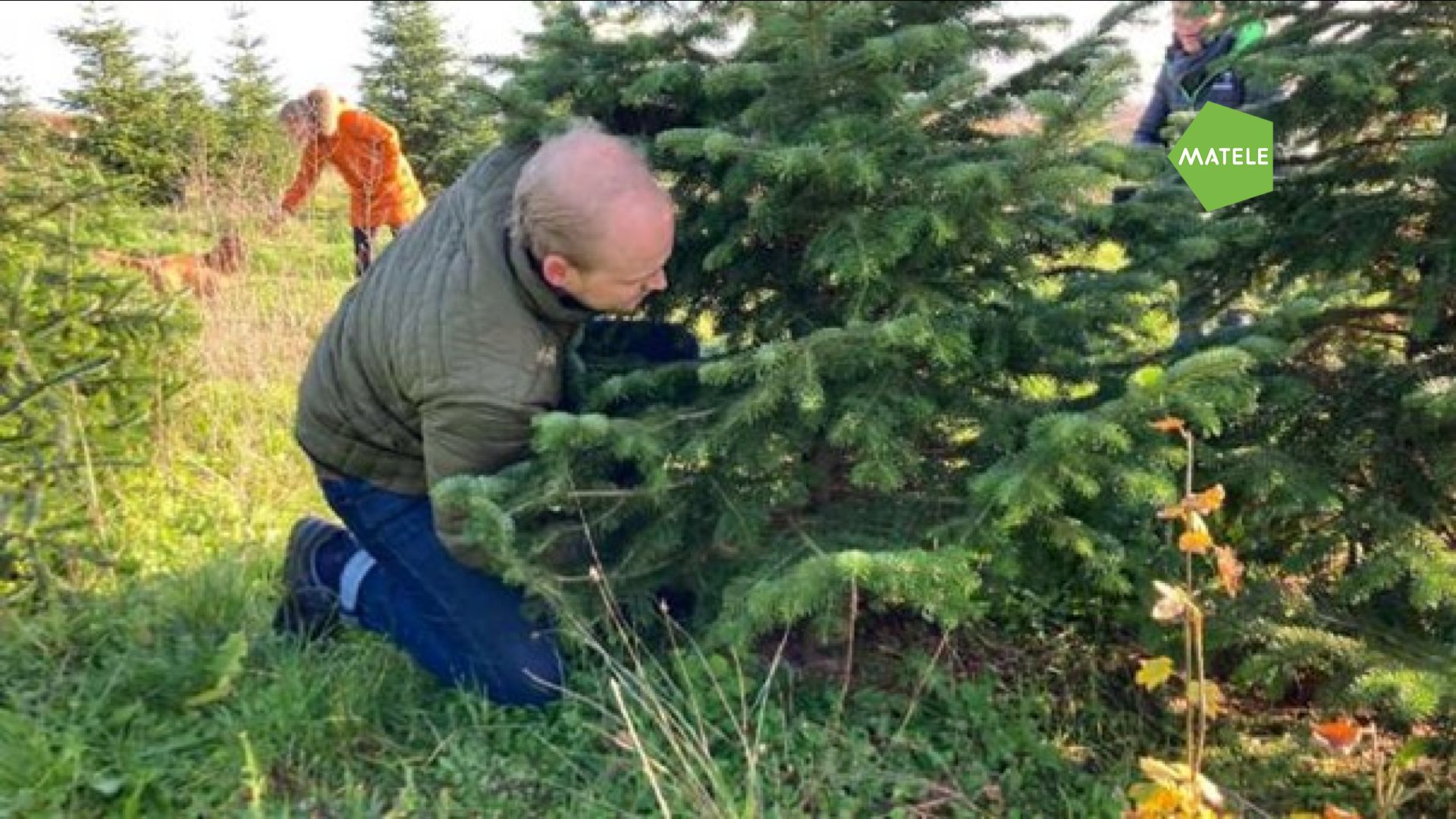 La seconde vie écolo des sapins de Noël 