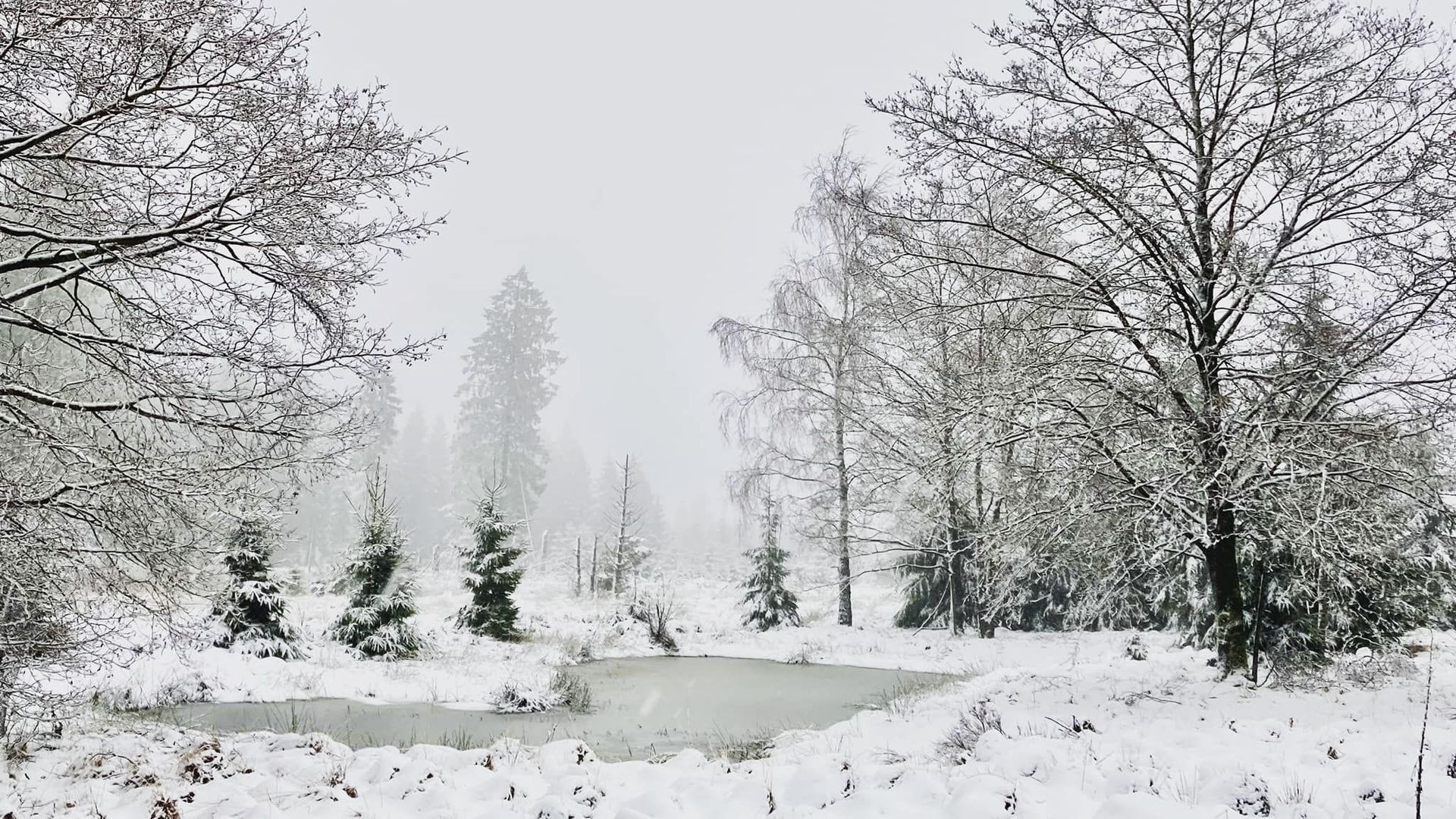 Quand la neige fait son retour temporairement le temps d’une journée… (Hautes-Fagnes, 31 janvier 2022)