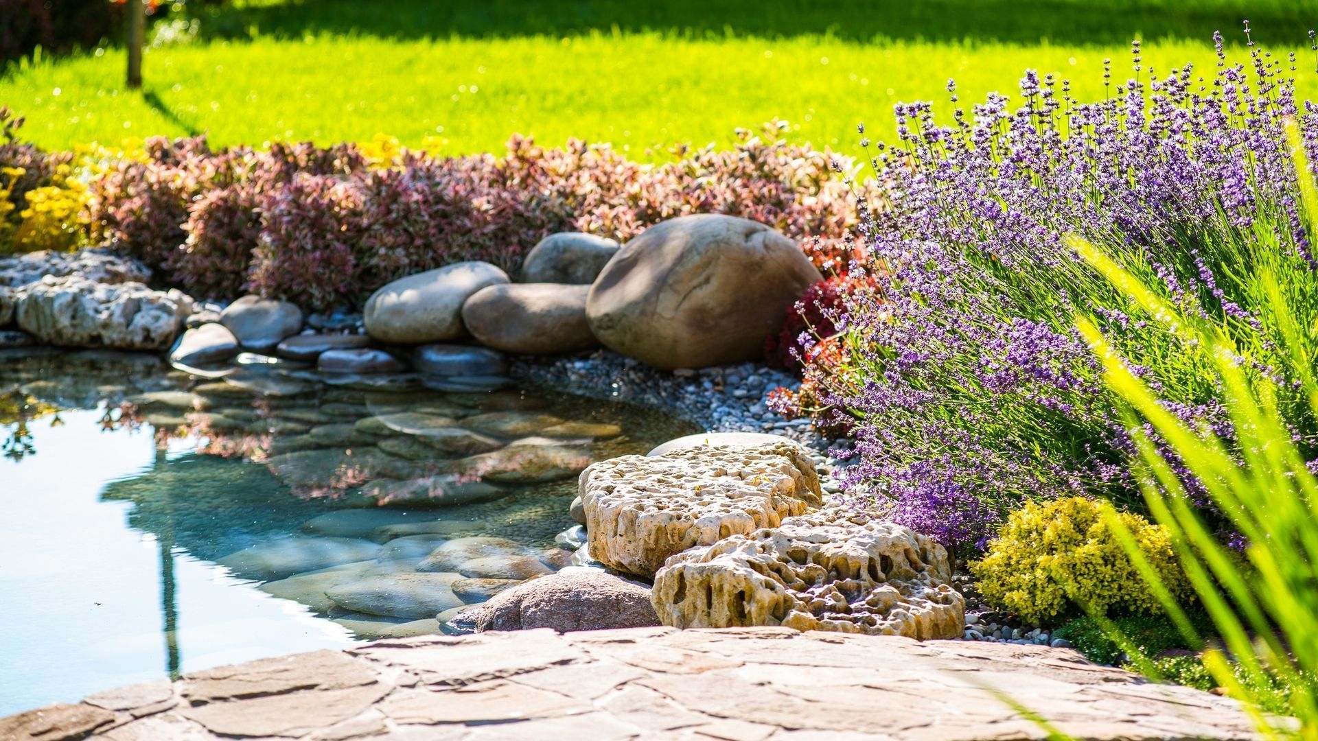 Quelques conseils pour créer son mini-jardin d’eau - RTBF Actus
