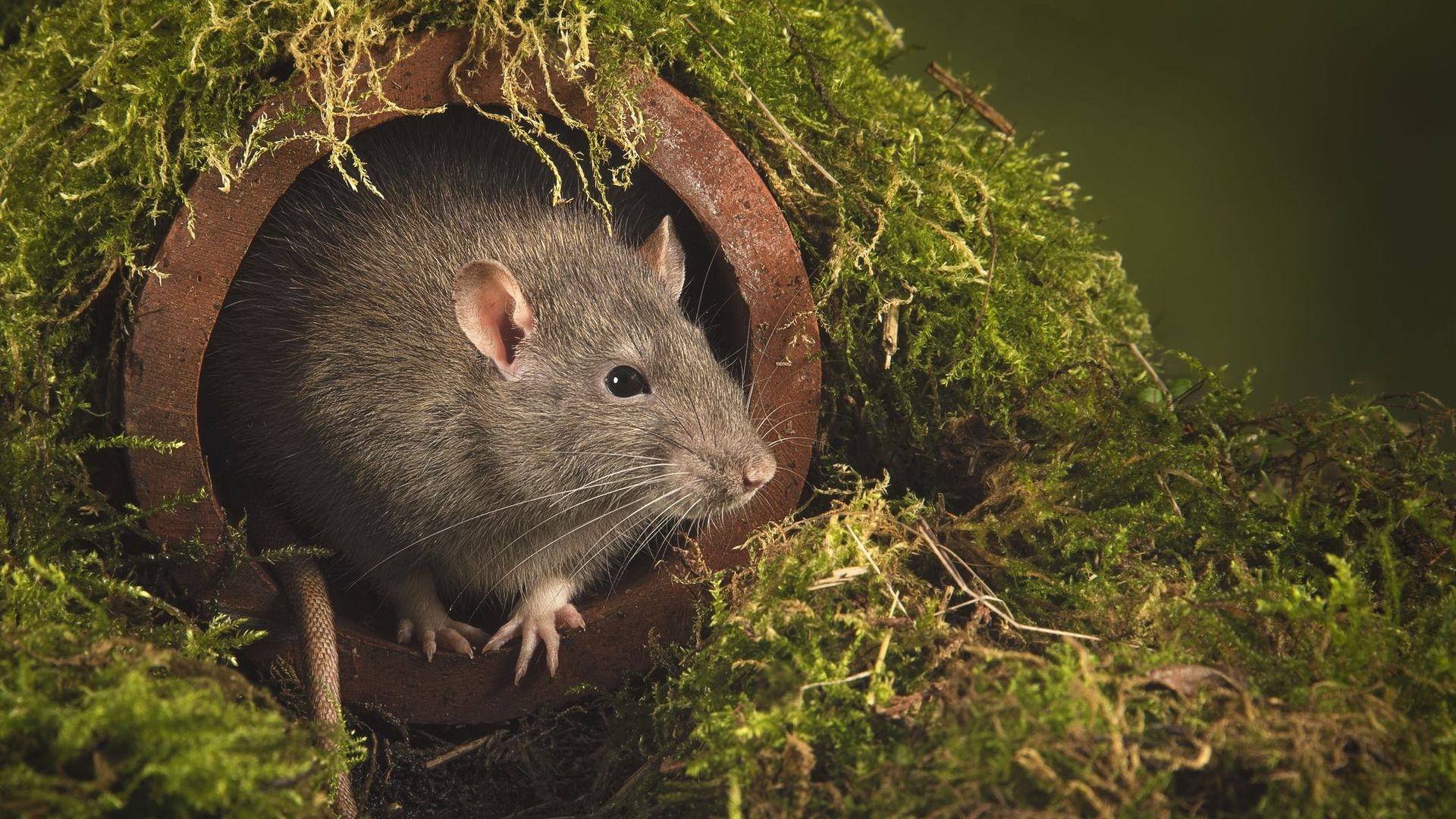 Les rats savent gérer leur temps pour être efficaces, vous aussi vous pouvez !