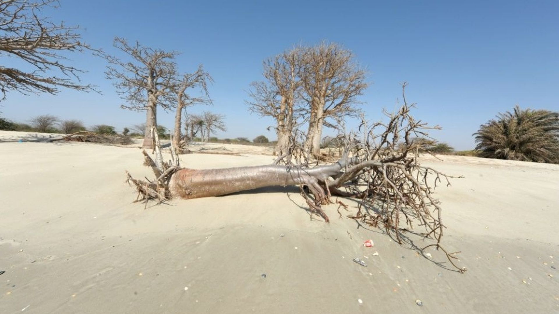 Des arbres vaincus par la montée du niveau de la mer due au réchauffement climatique, sur le littoral sénégalais le 7 mai 2013.