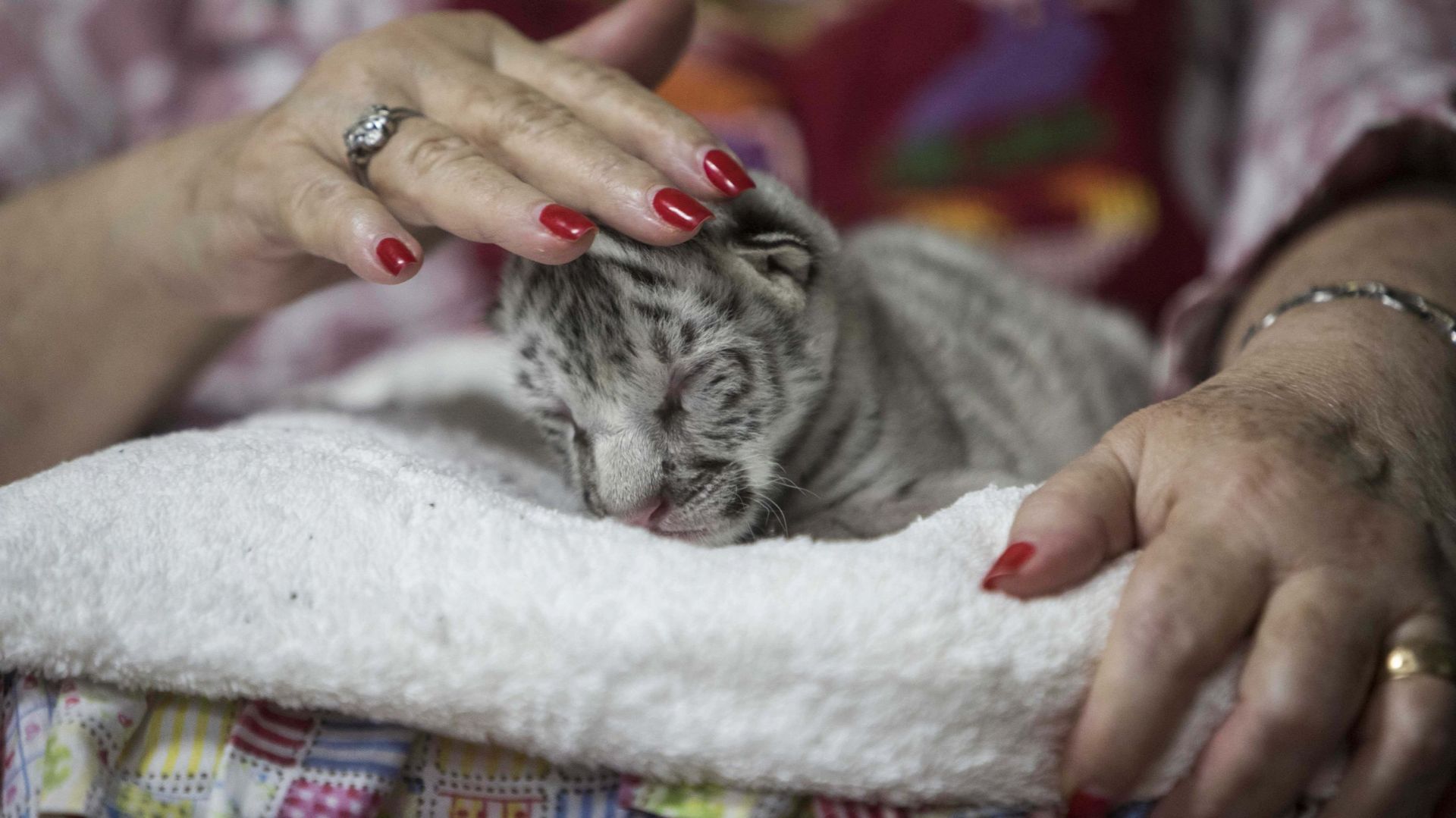 Tigre blanc : naissance adorable dans un zoo du Nicaragua