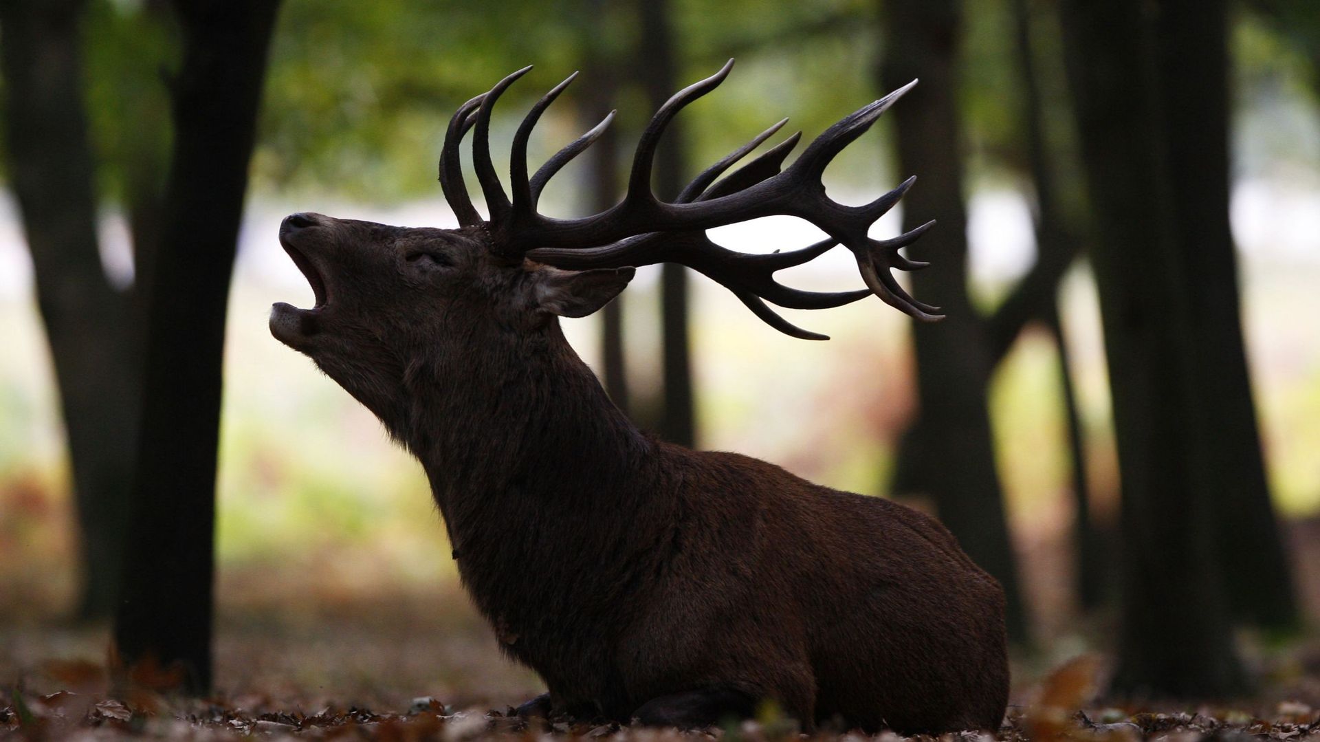 Comment séduire sa biche ? - RTBF Actus
