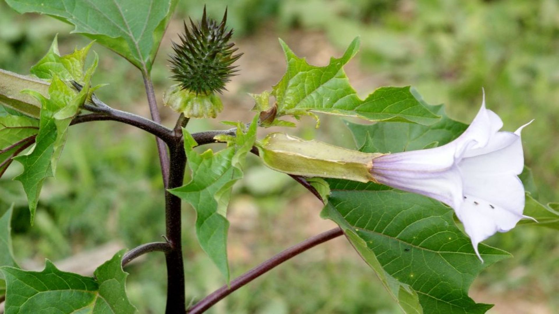 Rixensart : le service environnement alerte sur la présence d’une plante toxique