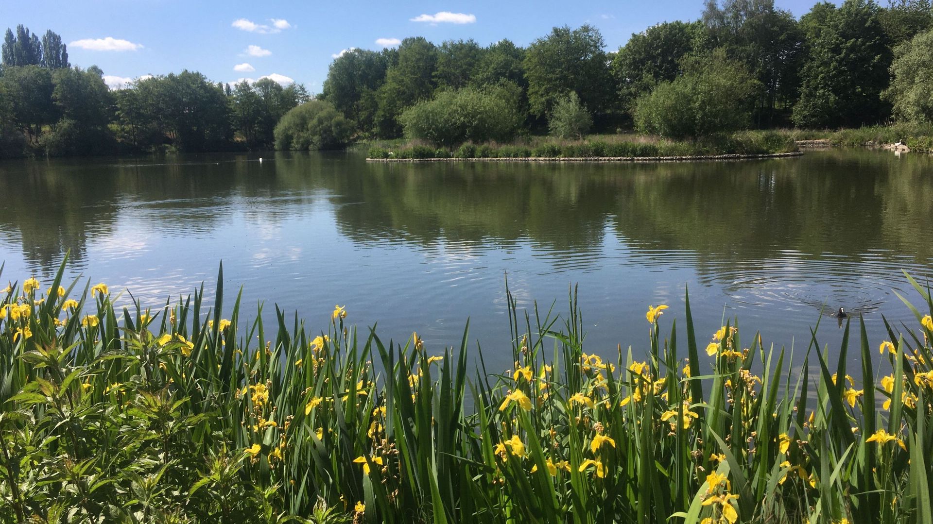 Le parc et les étangs de la Pede: un site naturel protégé du quartier de Neerpede à Anderlecht, il tient son nom du ruisseau la Pede ou Neerpedebeek qui le traverse.  