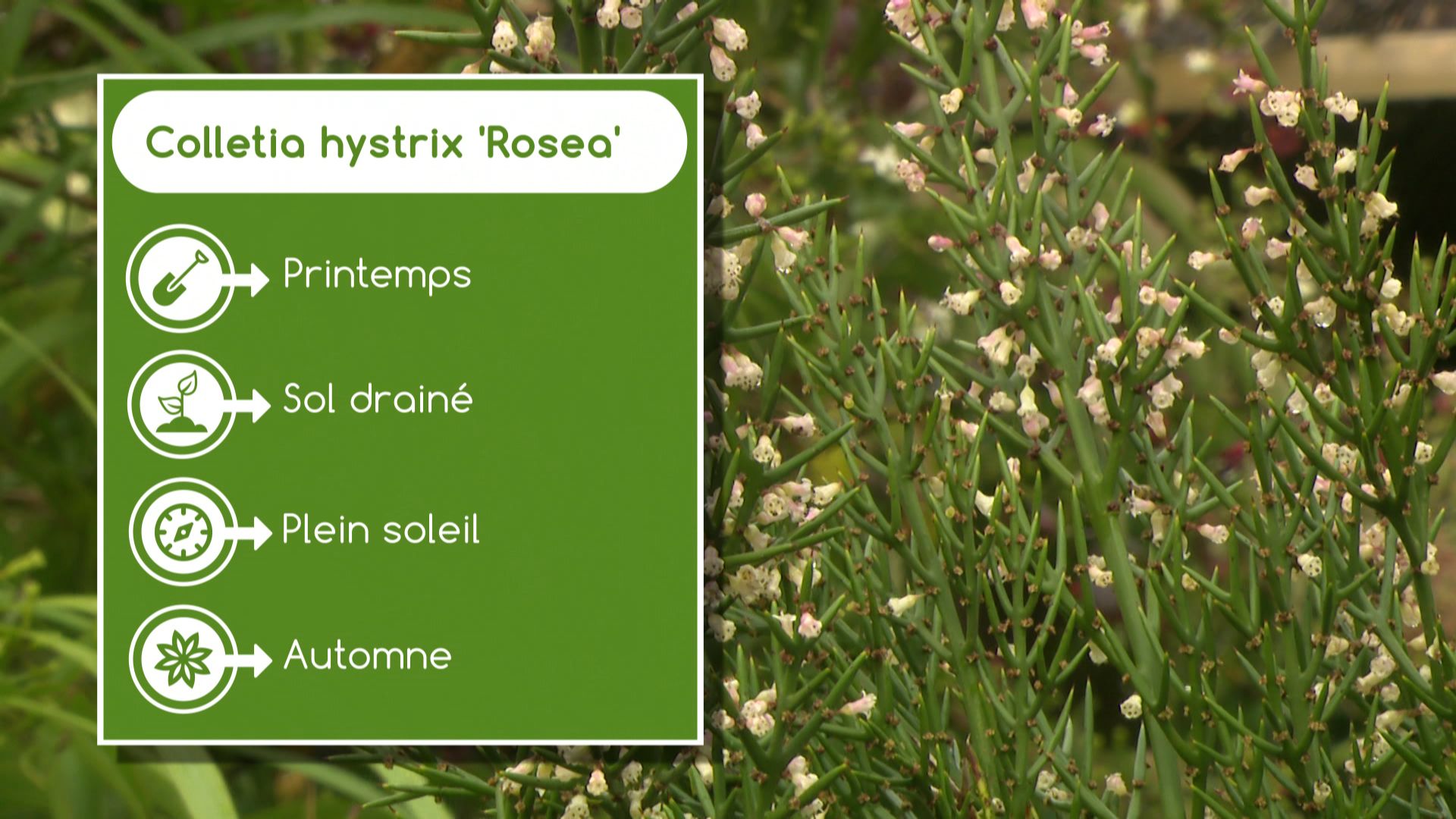 Fiche technique du Colletia hystrix ‘Rosea’