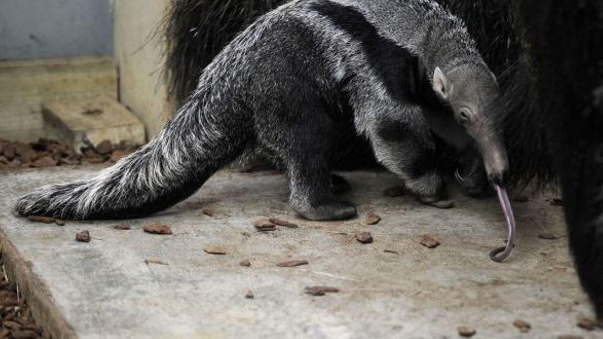 France Premieres Photos Du Bebe Fourmilier Geant Ne Dans Un Zoo Rtbf Be