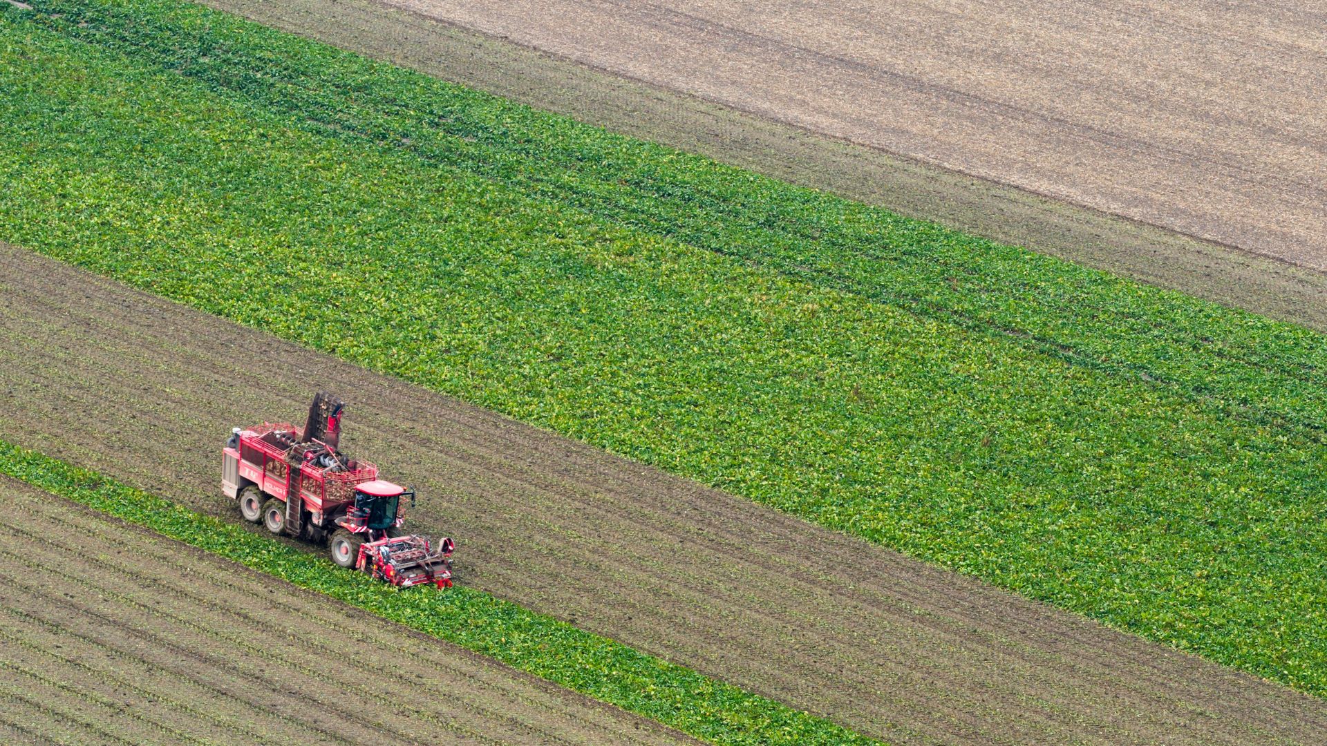 Le secteur betteravier tire la sonnette d’alarme – RTBF Actus
