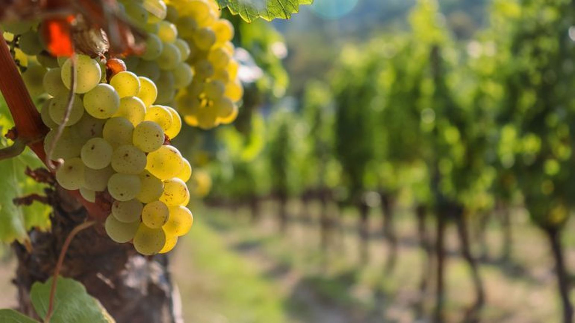 Votre vin est-il pollué ?