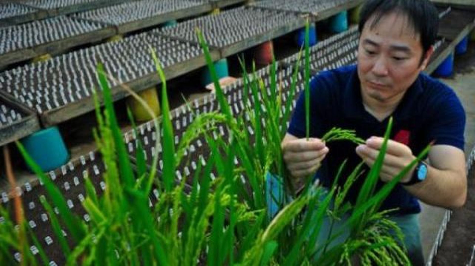 Le riz doré un OGM pas comme les autres plaide sa cause en Europe