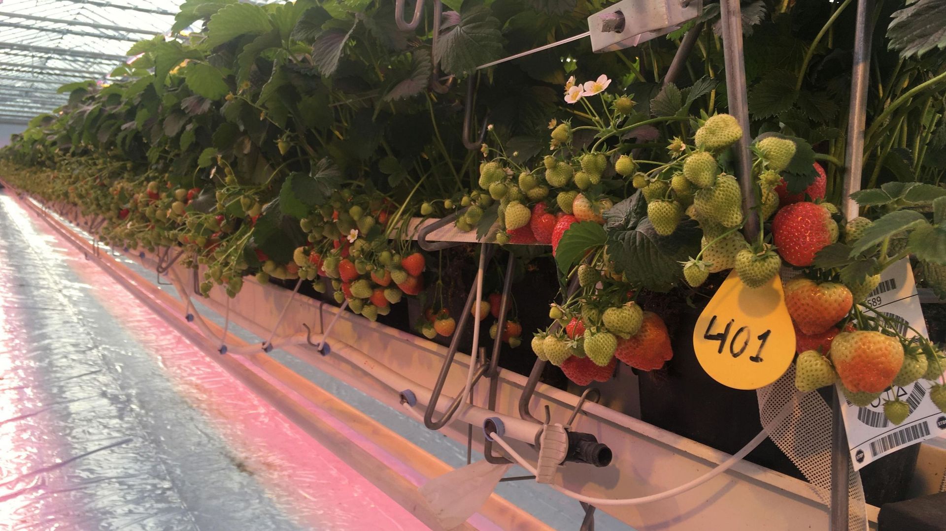 30.000 tonnes de fraises sont cueillies chaque année à Hoogstraten