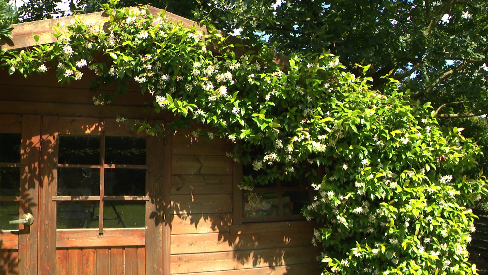 Cabane de jardin fleurie de faux-jasmin