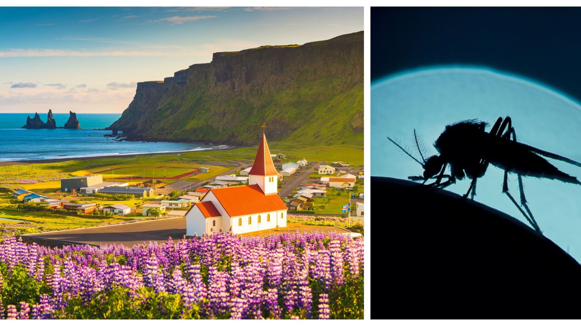 Pour la première fois, des moustiques ont été découverts en Islande