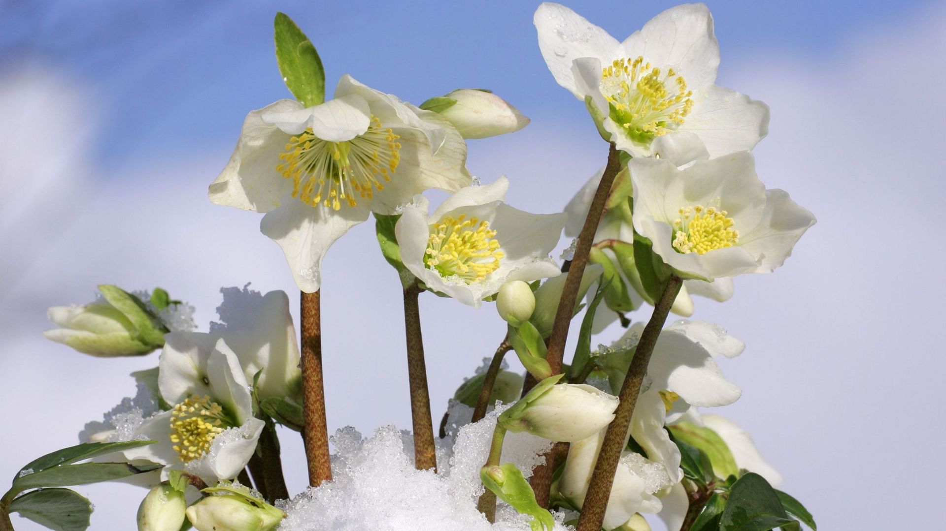 L’hellébore niger peut fleurir sous une faible couche de neige.
