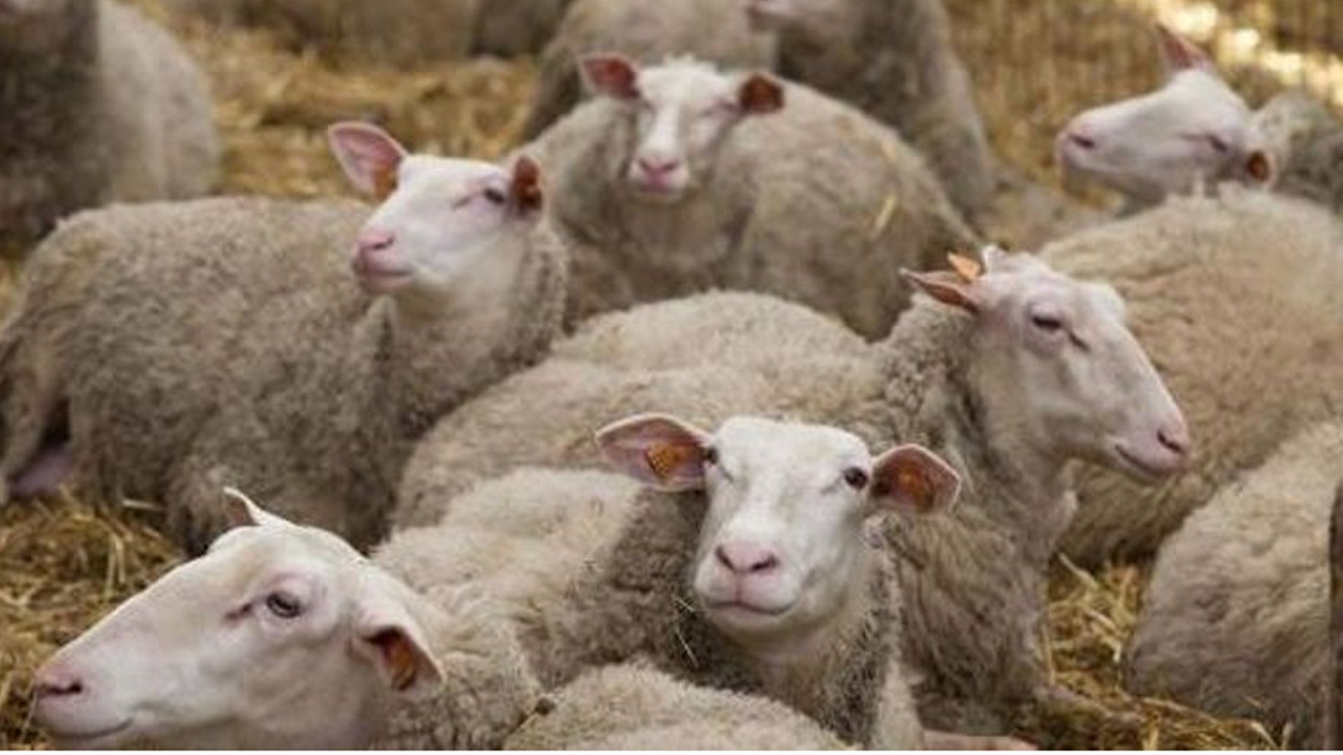 Pour être halal ou casher, ces moutons doivent être abattus sans étourdissement préalable