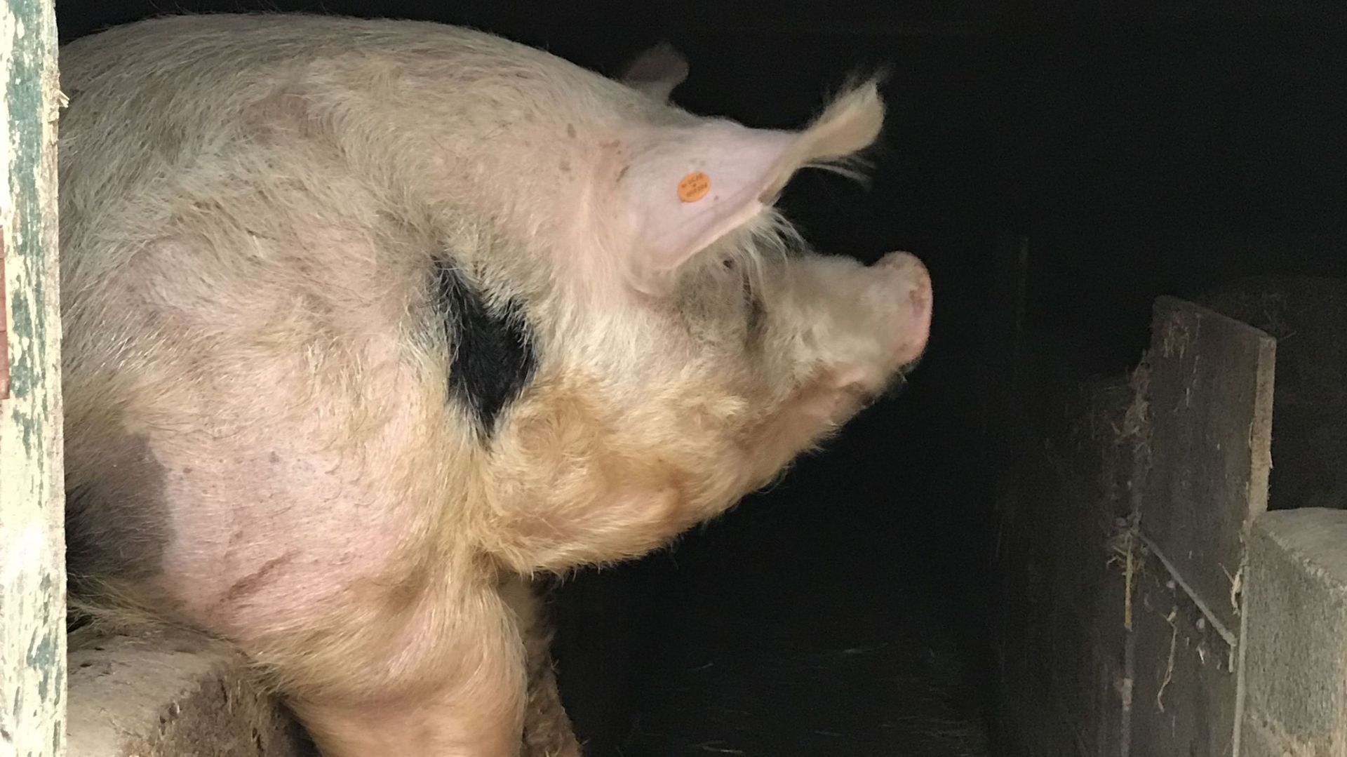 Porc wallon : une autre vie pour les cochons ?