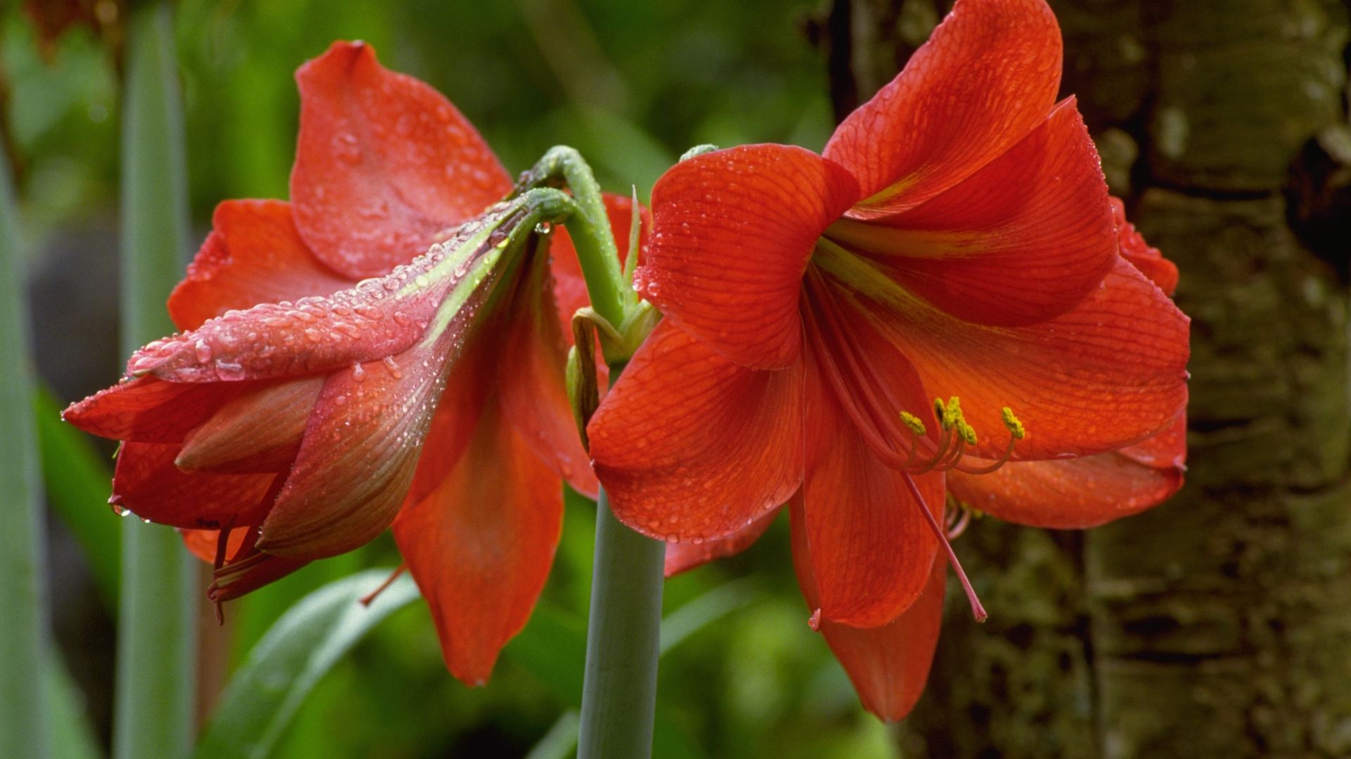 De nombreuses variétés d’amaryllis sont disponibles, avec des nuances de couleurs, des corolles rayées, des fleurs doubles.