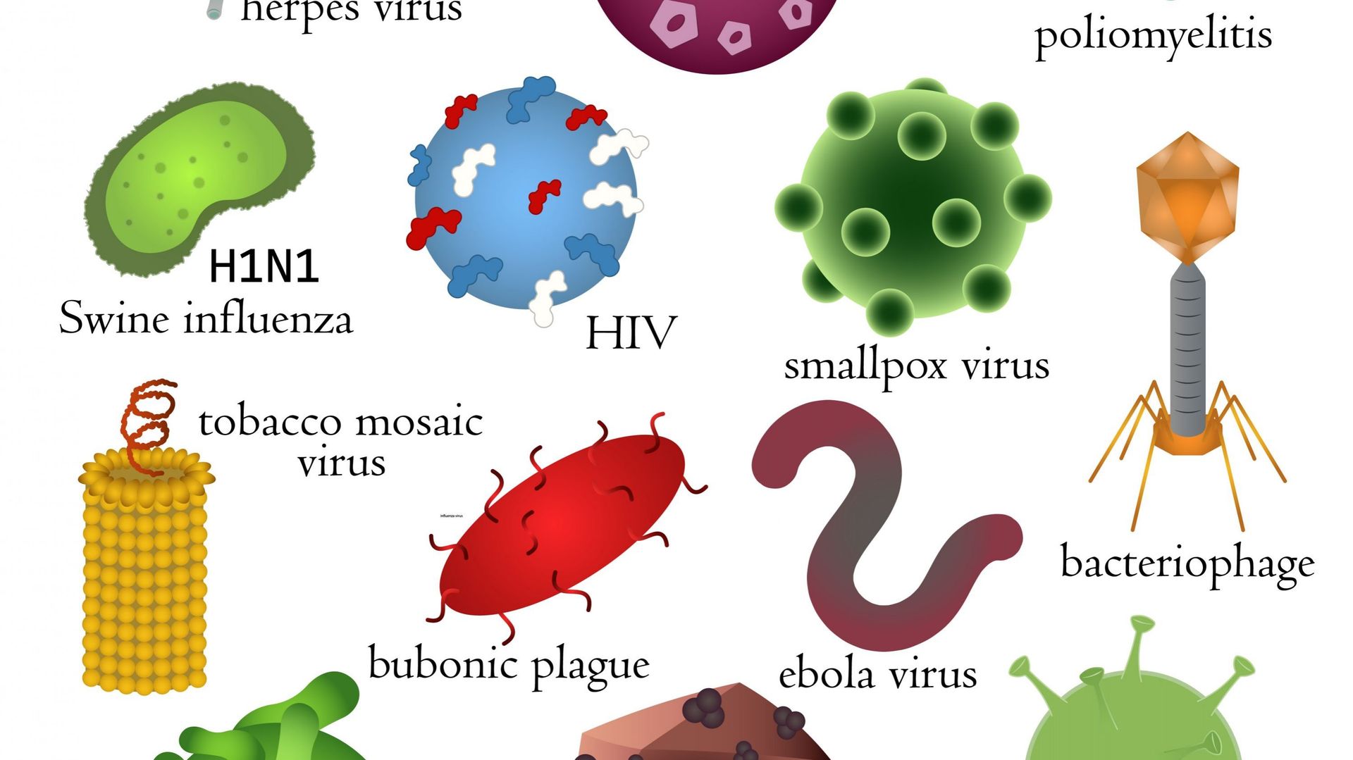 Il existe de nombreux type de virus, il s'agit d'un groupe très hétérogène.