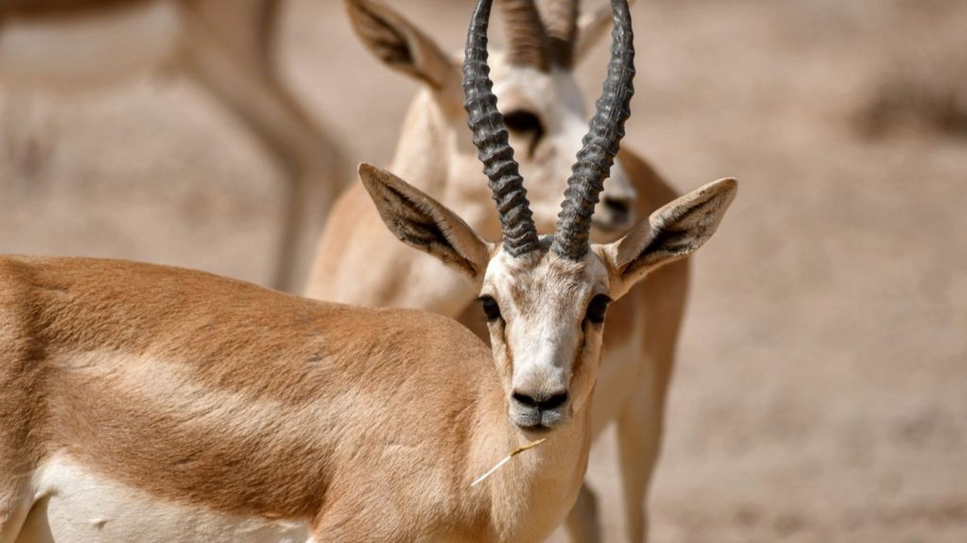 Des gazelles de Rhim dans la réserve de Sawa, le 8 juin 2022 en Irak