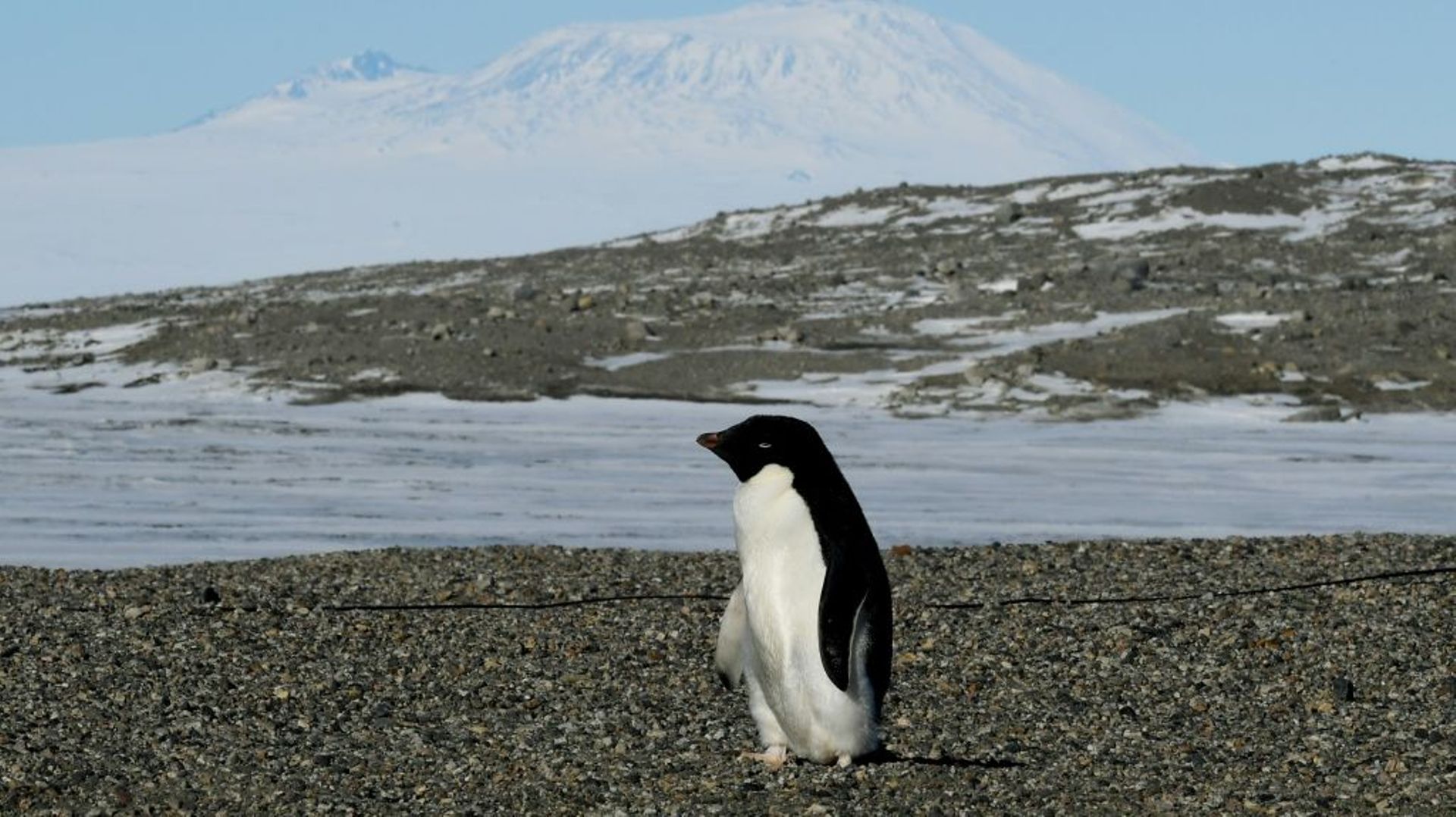 rechauffement-climatique-des-milliers-de-poussins-de-manchots-meurent-dans-l-antarctique