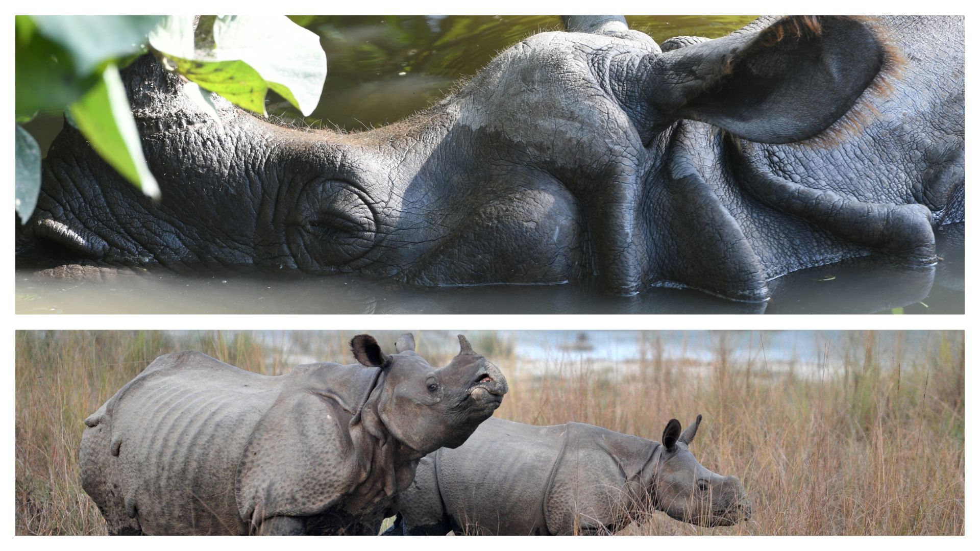 La population de rhinocéros au Népal a augmenté de plus de 100 individus au cours des six dernières années