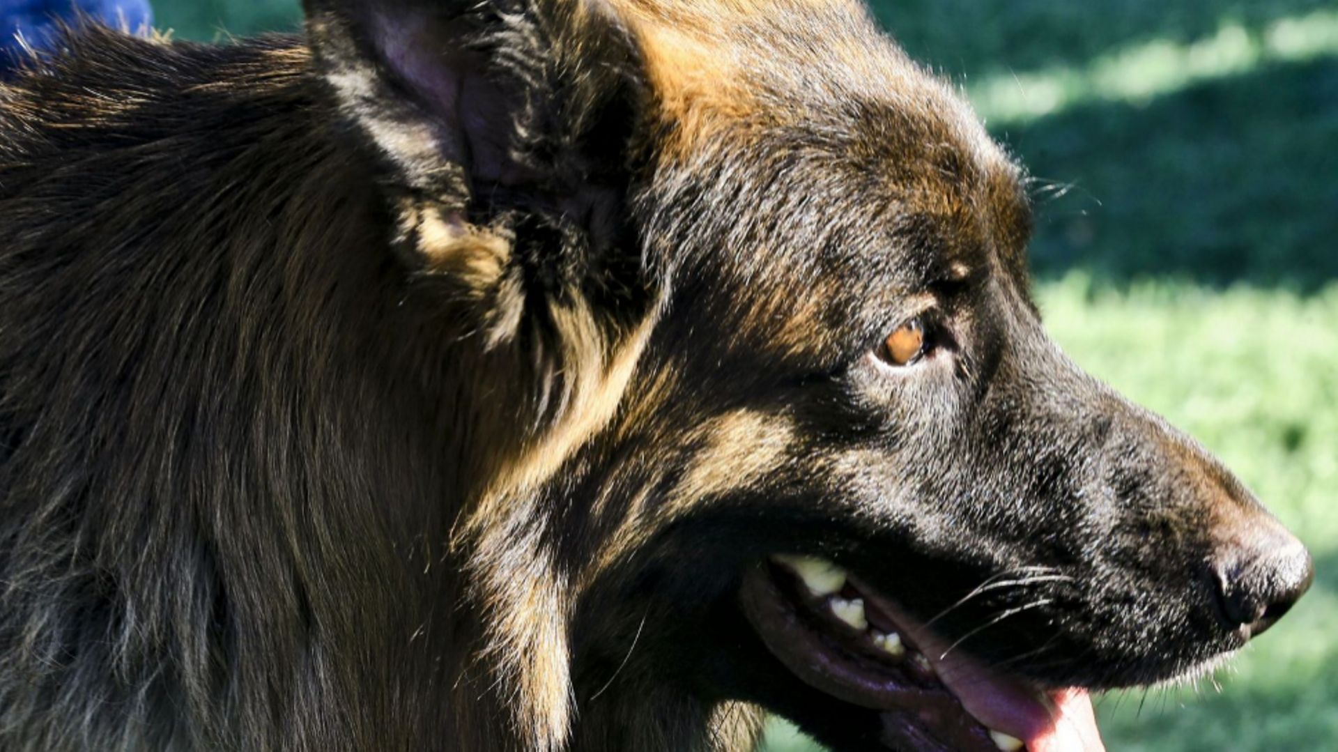 Des chiens renifleurs pour détecter le Covid : la défense y songe