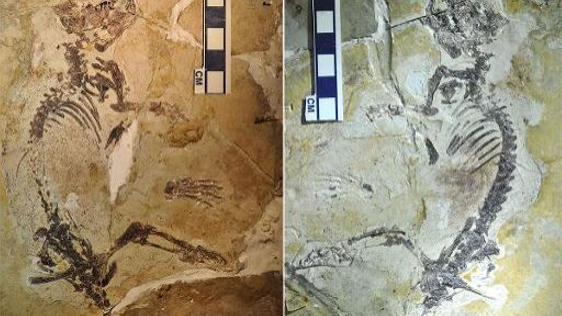 Photo non datée d'un fossile de rongeur de 160 millions d'années baptisé Rugosodon eurasiaticus.