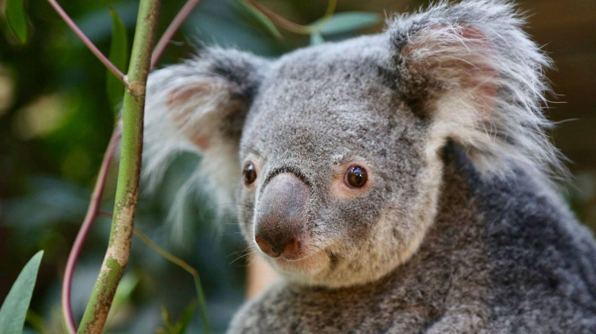 Feux en Australie: pétition pour introduire le koala en Nouvelle-Zélande