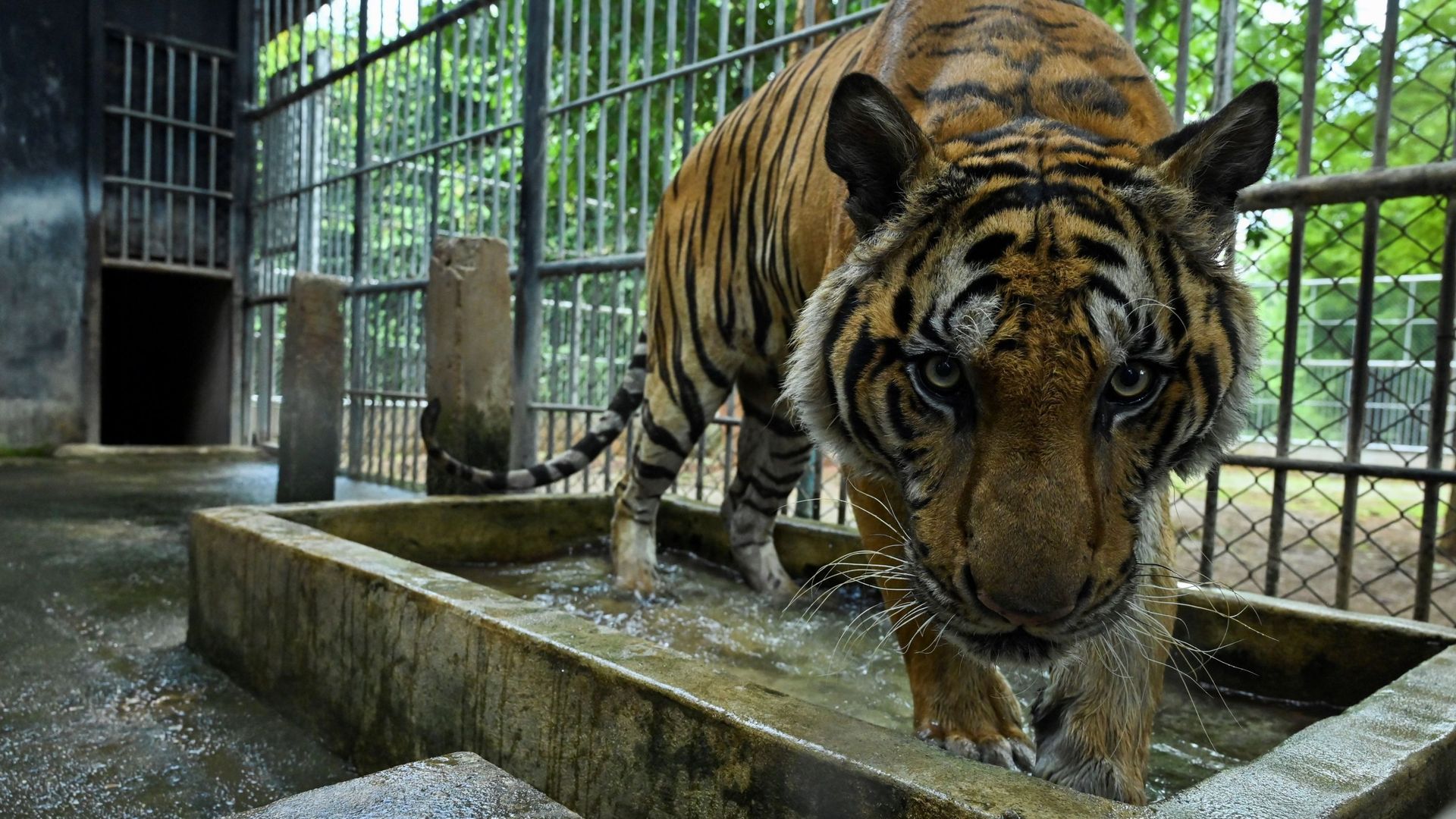 Le monde compte actuellement moins de 4.000 tigres sauvages.