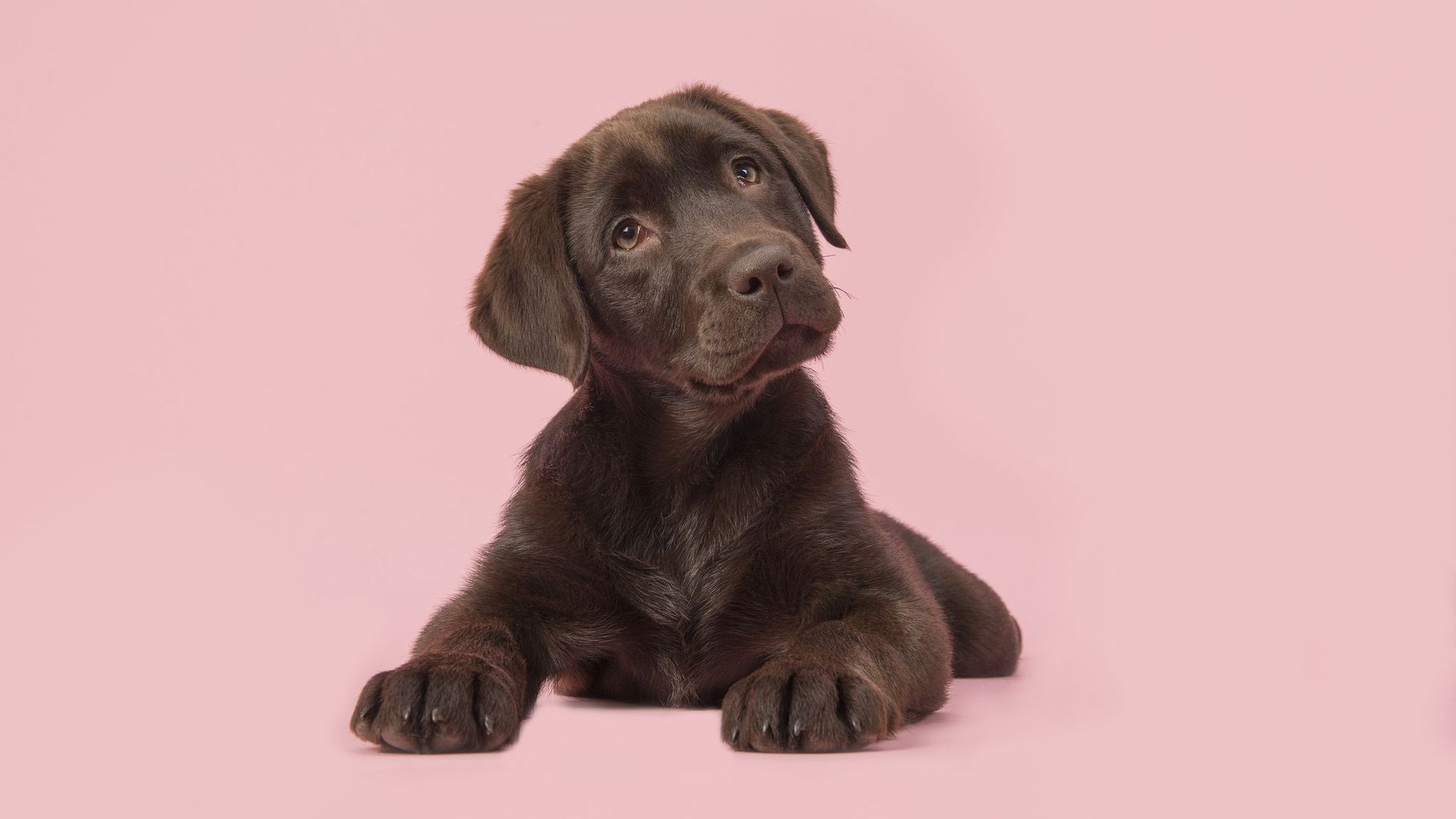 À Quel Chien Ressemblez-vous? - RTBF Actus