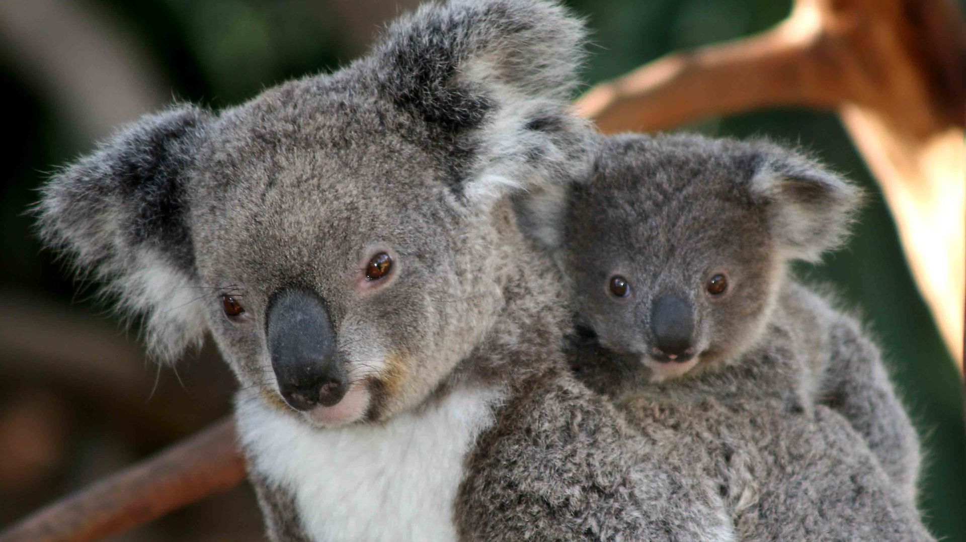 Feux en Australie: pétition pour introduire le koala en Nouvelle-Zélande.