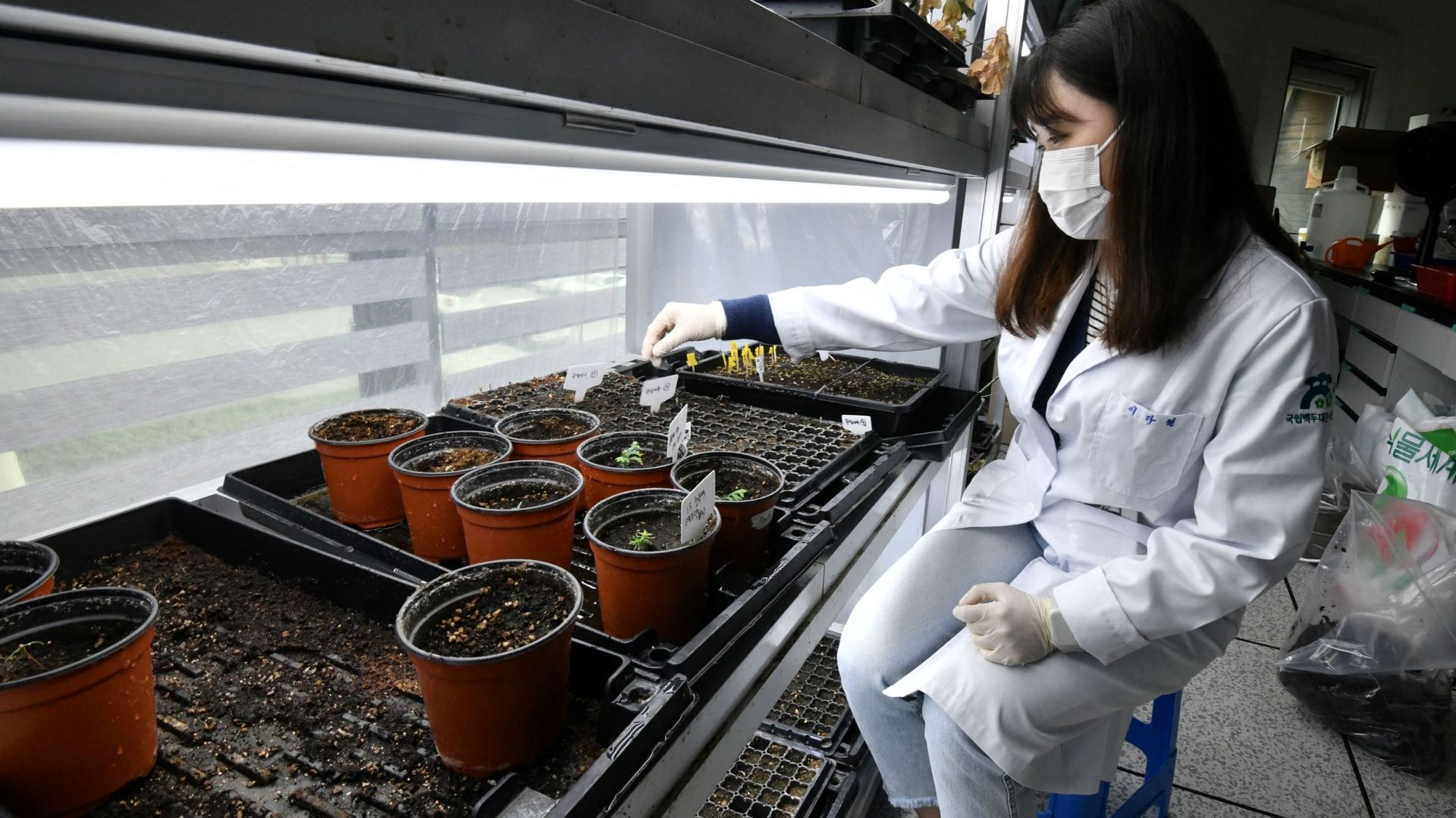 Une biologiste sud-coréenne surveille des essais de plantation dans le Baekdudaegan National Arboretum