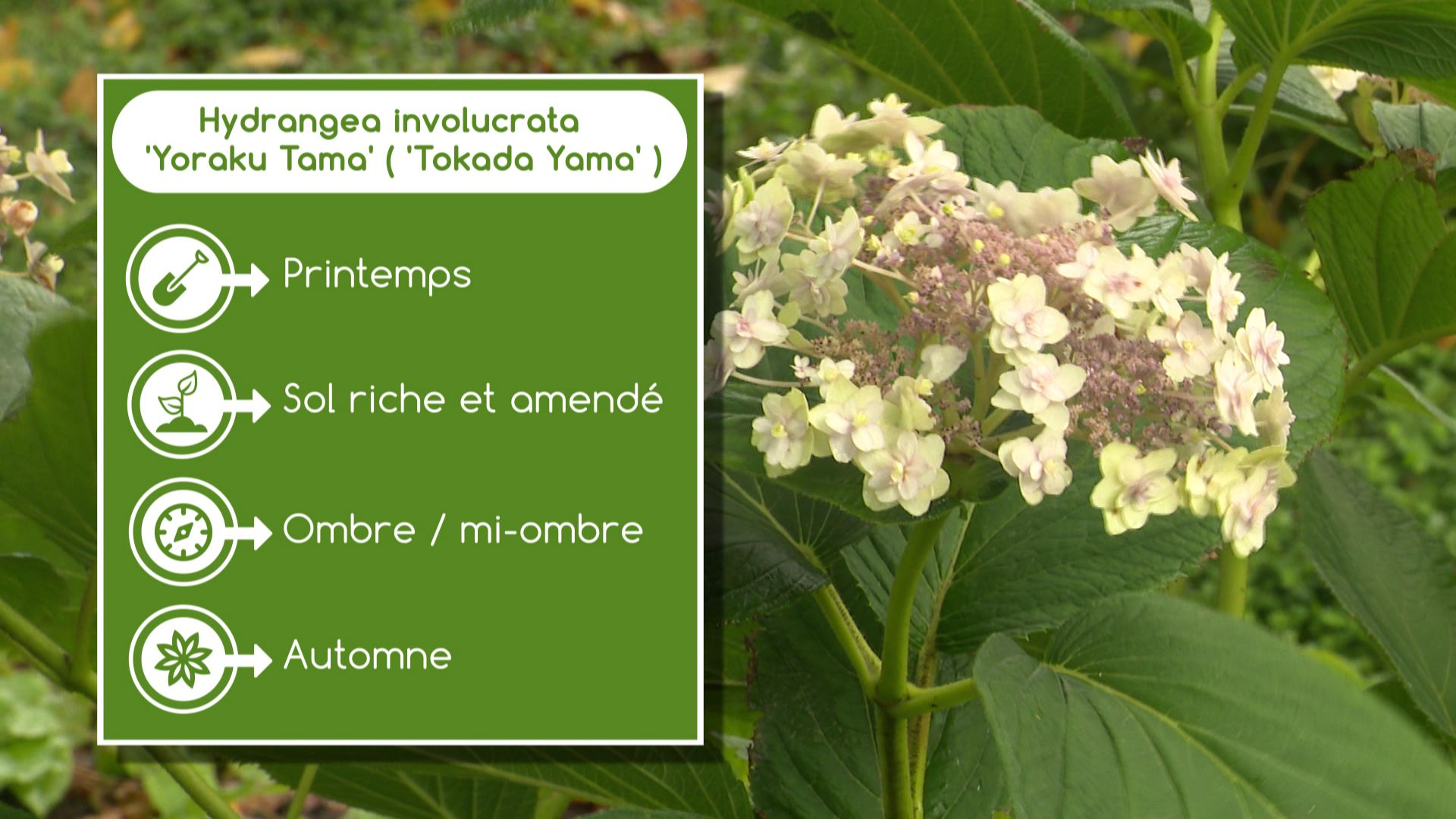 Fiche technique Hydrangea involucrata ‘Yoraku Tama’